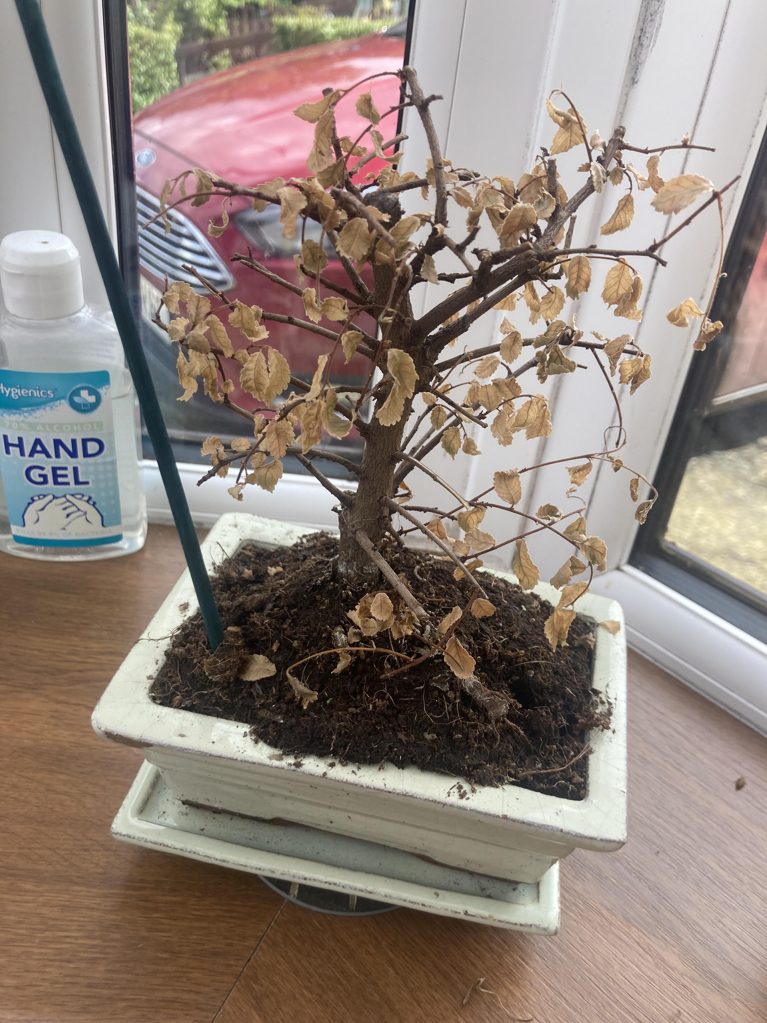 What has happened to this bonsai? Leaves dried out although it’s been
