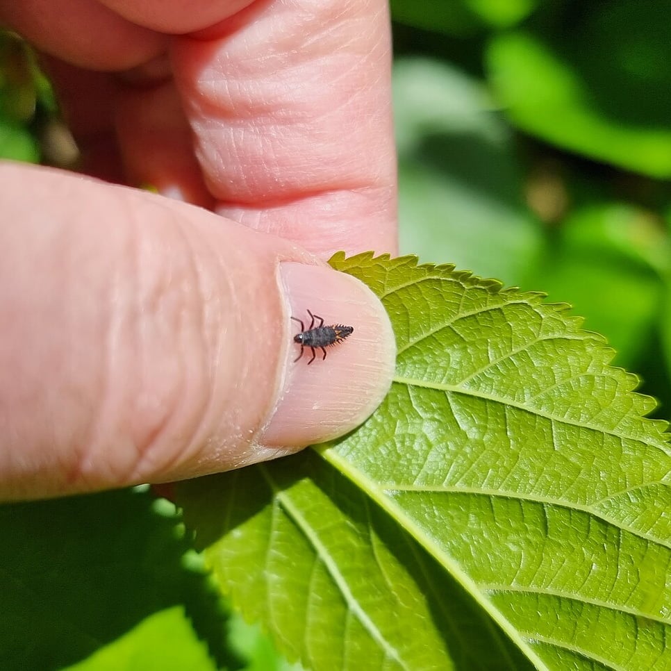 Baby Ladybirds in Melbourne. r/melbourne