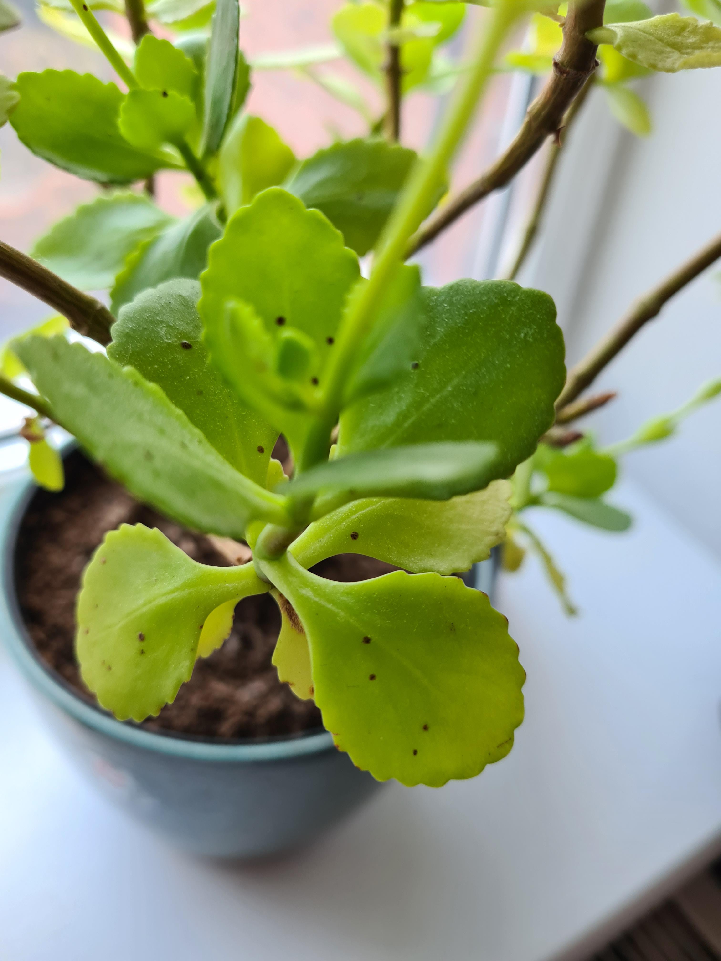 Small brown spots on kalanchoe leaves, doesn't seem to affect growth but worried it's a fungal