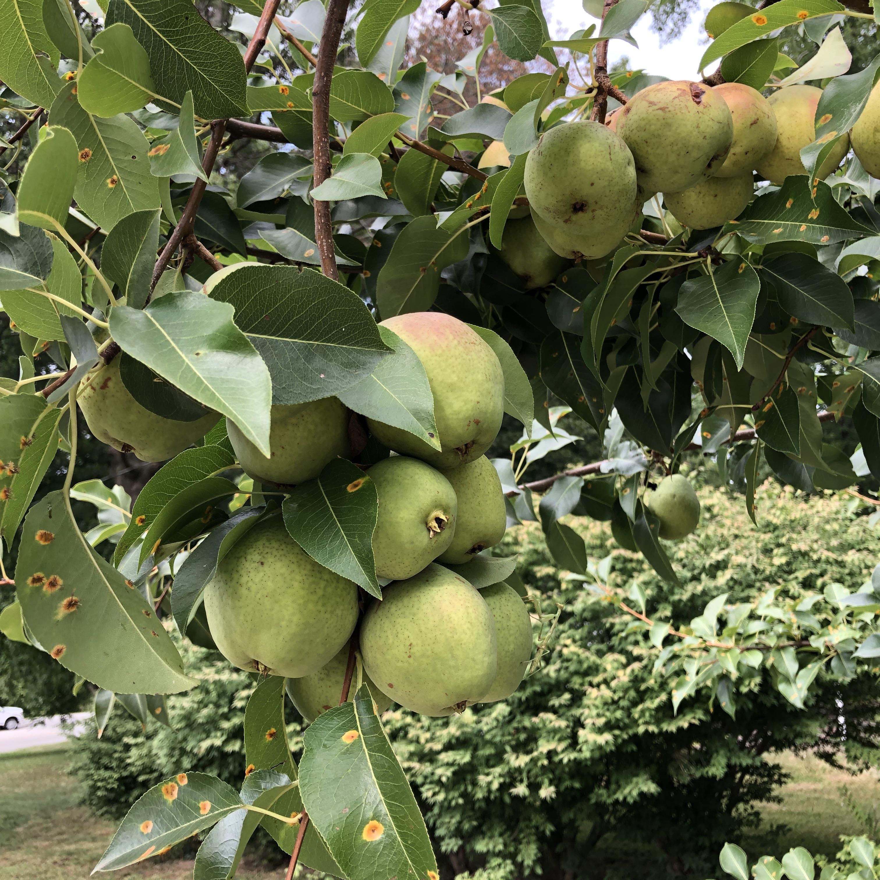 1 best u/bowl_of_cherries images on Pholder Pear Identification and
