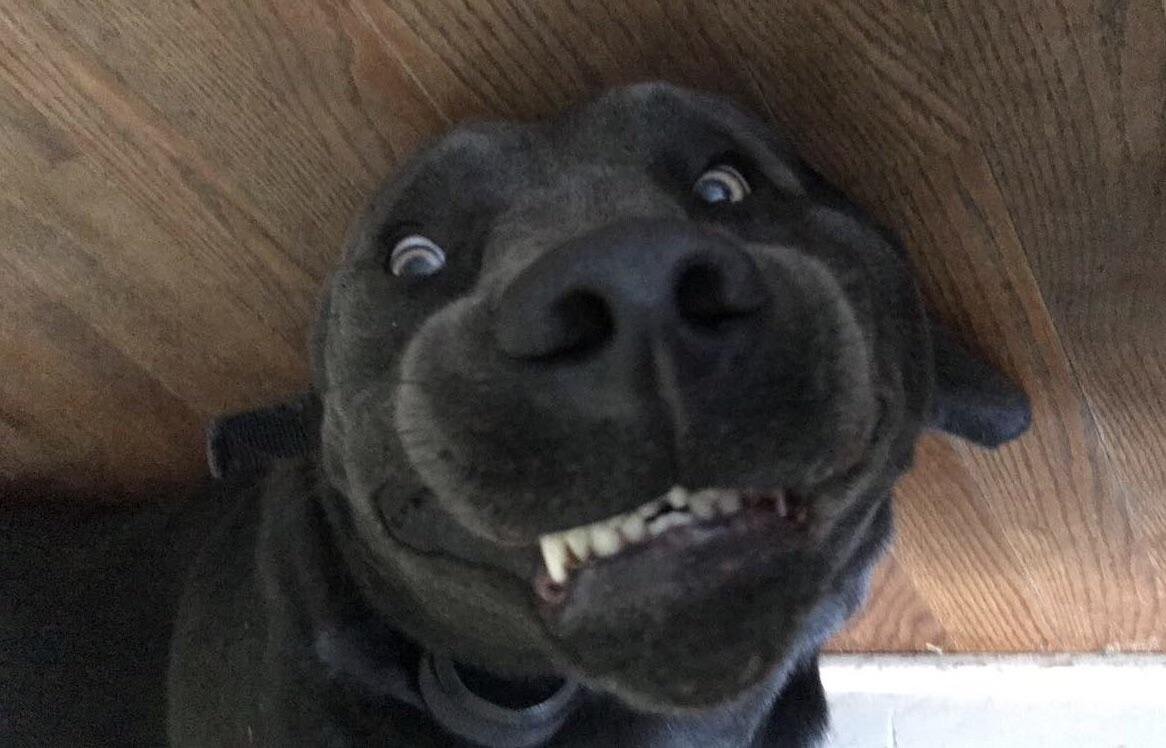 The look you have when your human to close the gate that leads