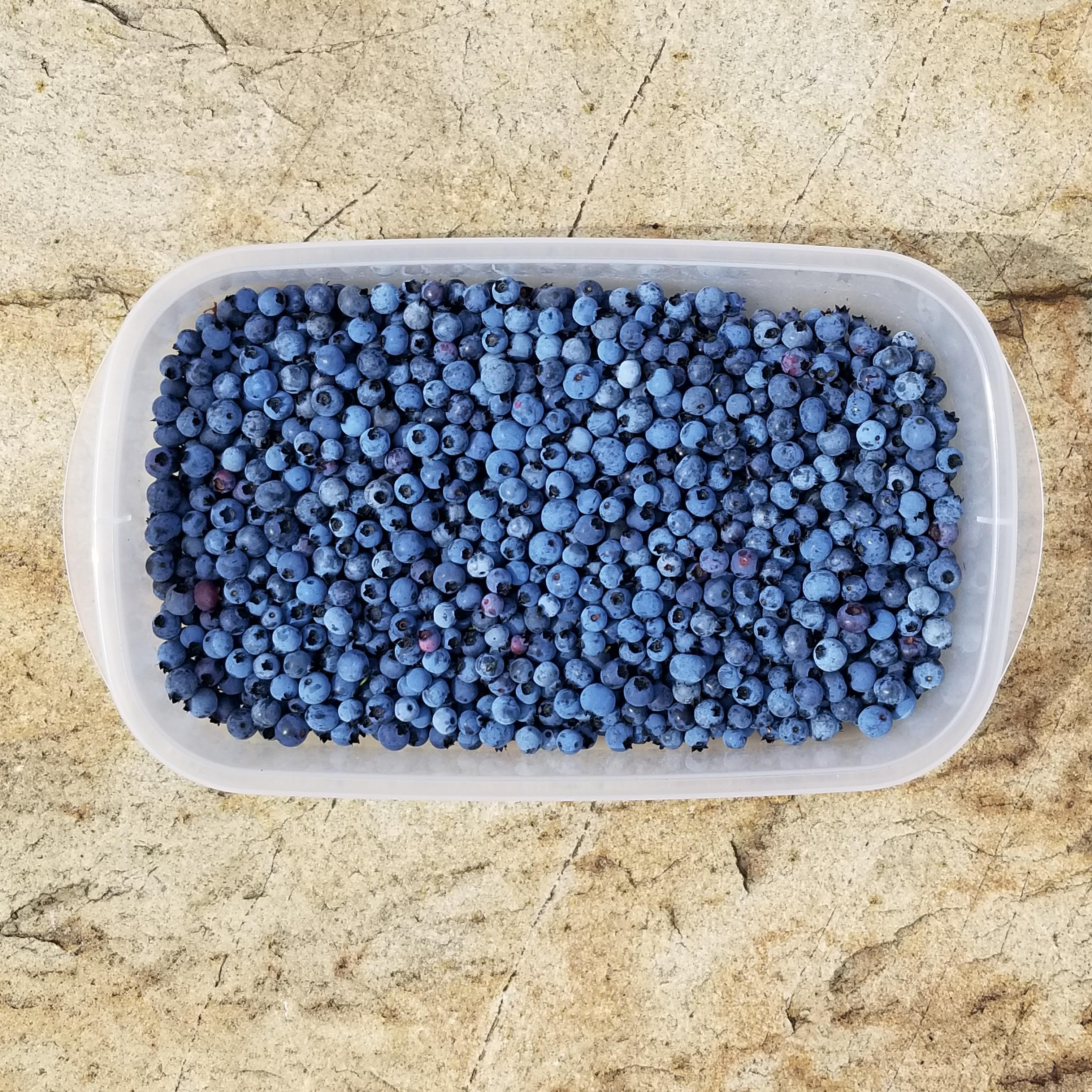 Wild blueberries picked in Northern Ontario. r/pics