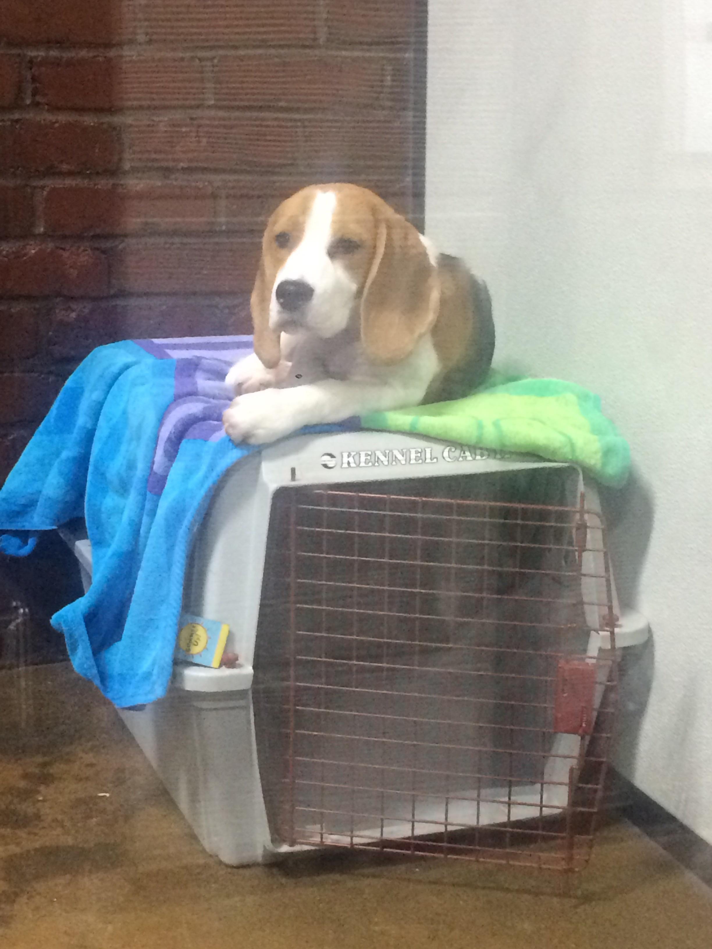 Snoopy in real life funny