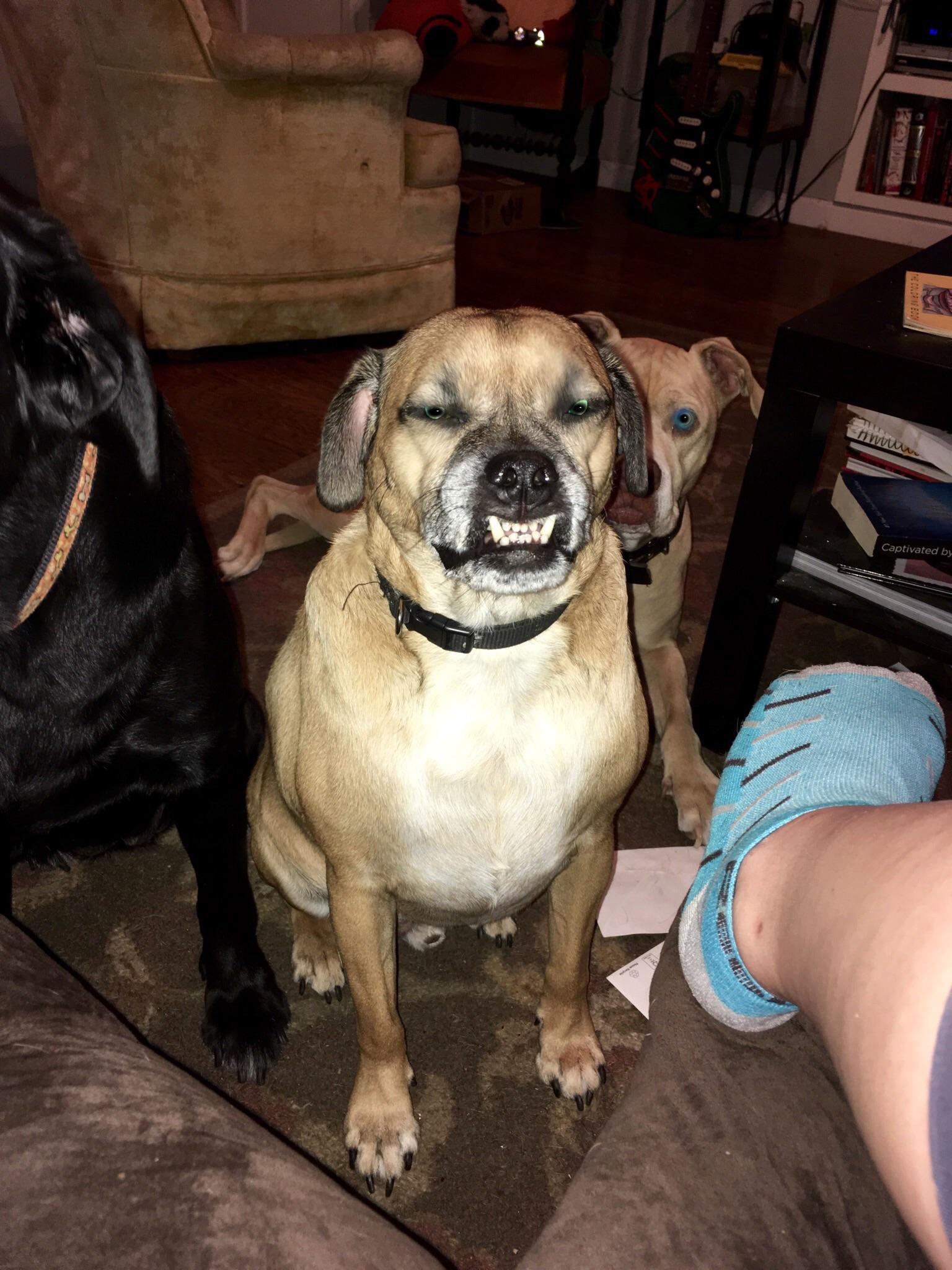 Meet Hooch the badass, nearly invincible puggle who chews his own