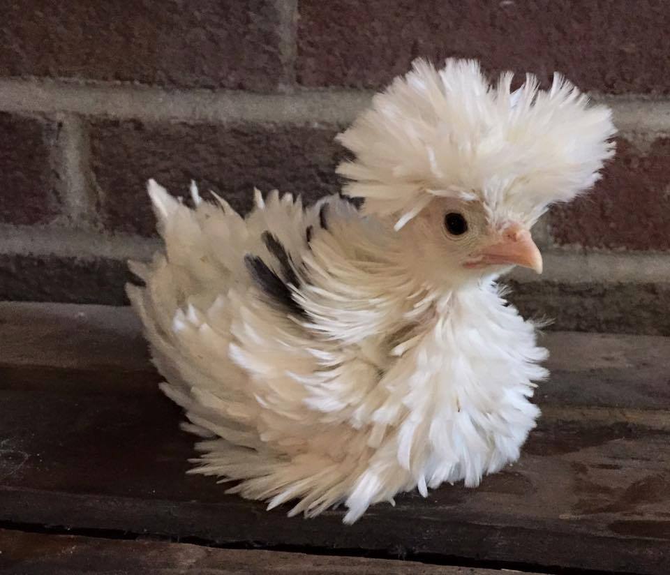 A Baby Polish Frizzle Chicken r/aww