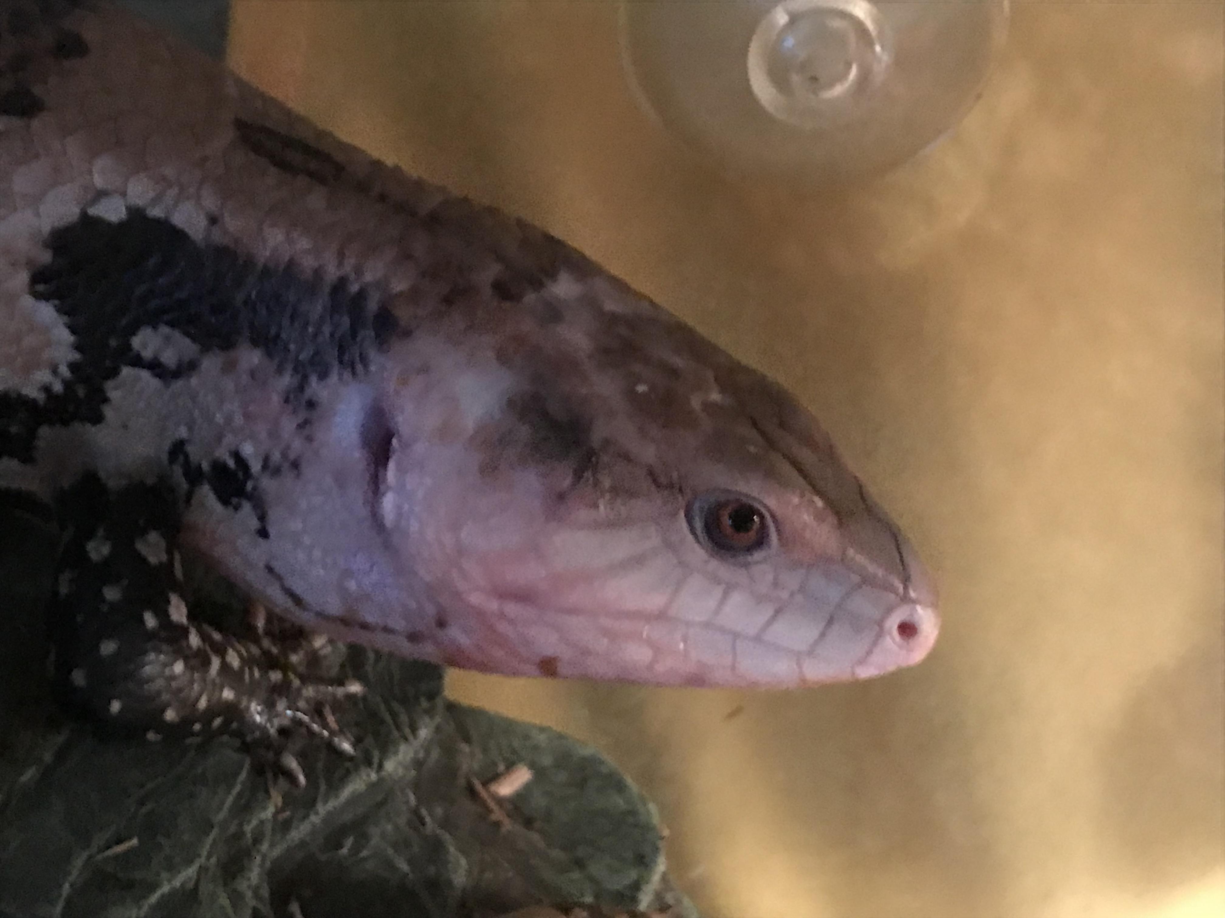 An update on my rescue blue tongue skink! bluetongueskinks