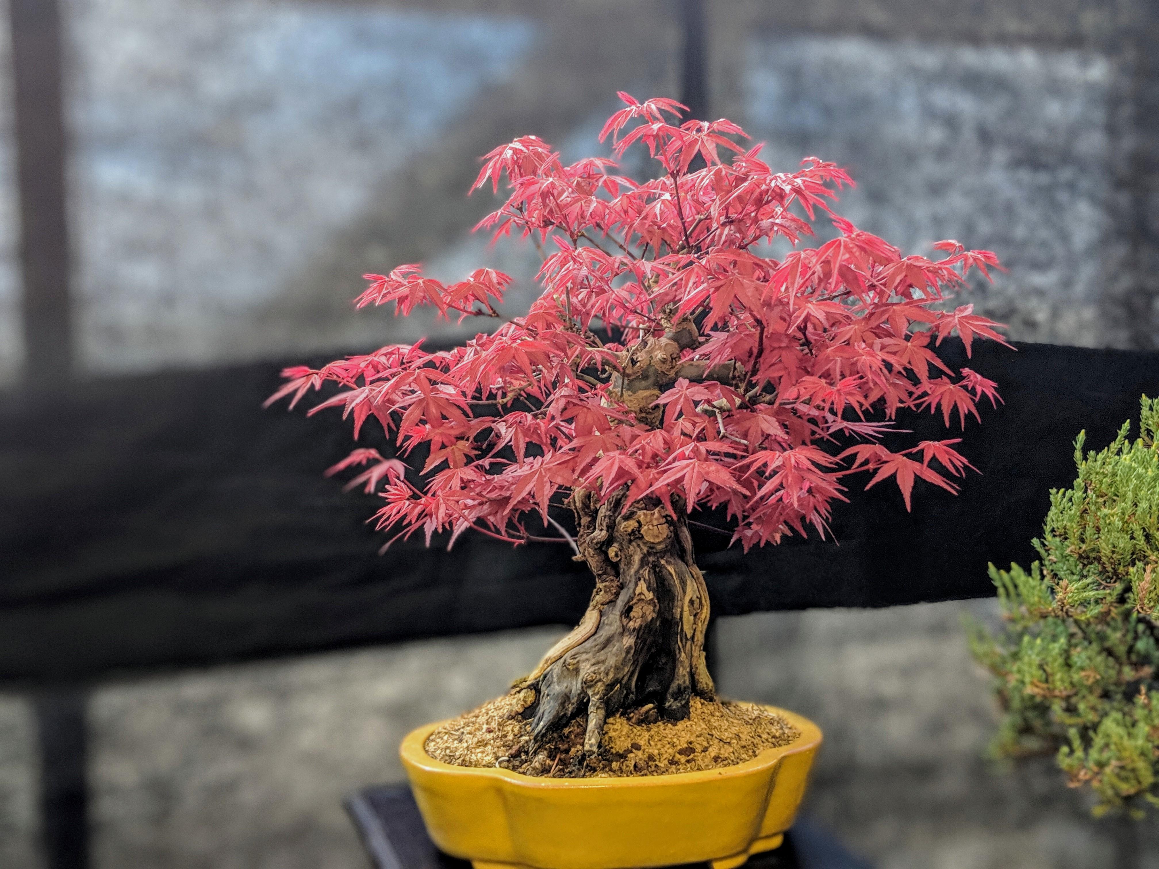 This cute red oak bonsai i saw at plant exhibition r/gardening