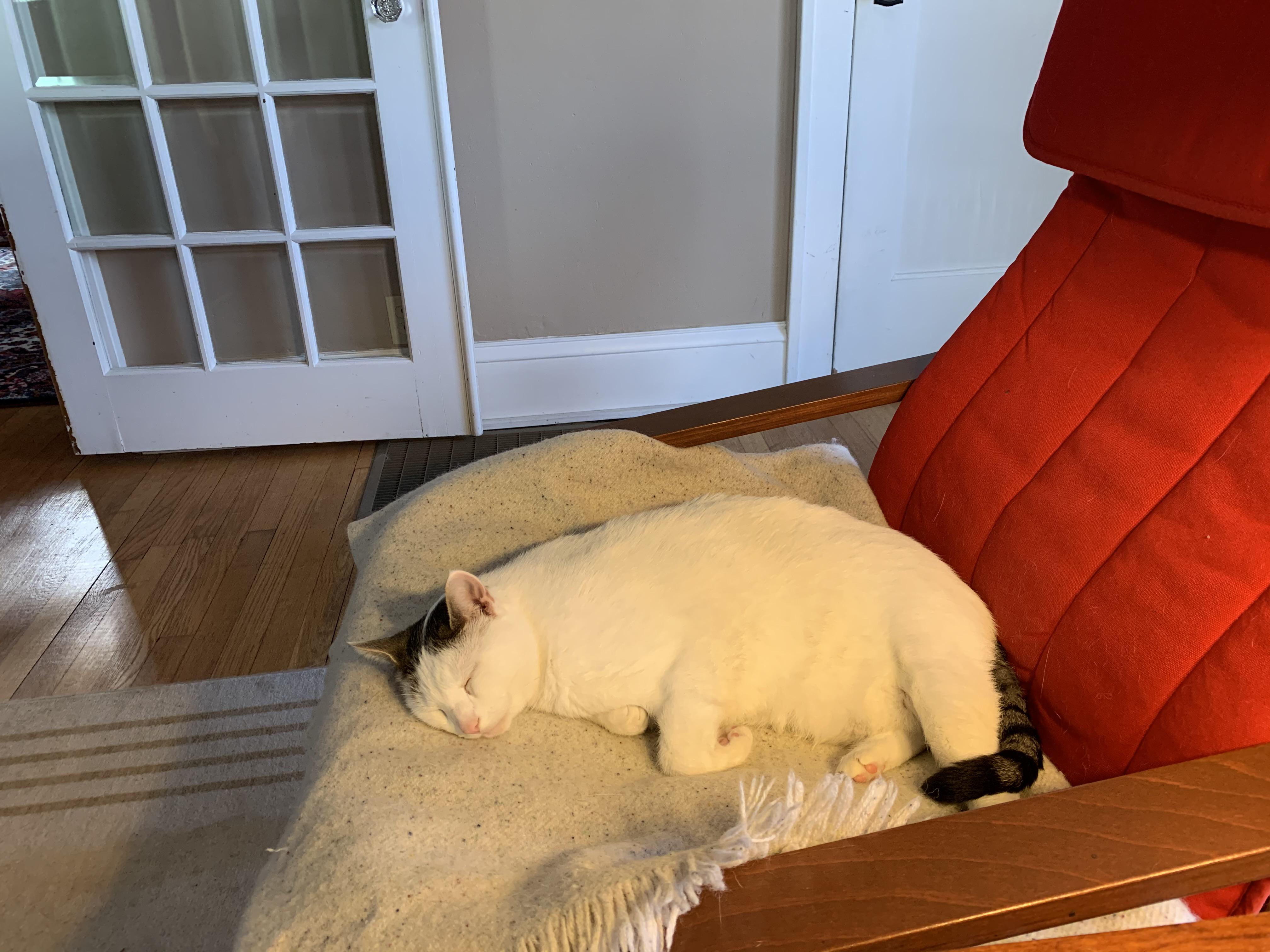 I set up a heating pad for my cat. I think this is the best day of his