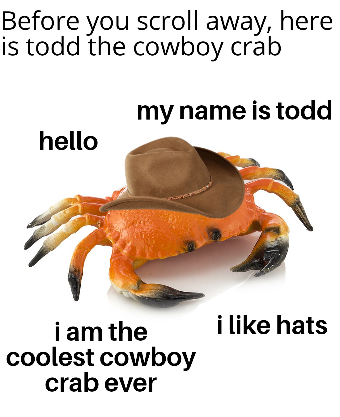 cowboy crab memes