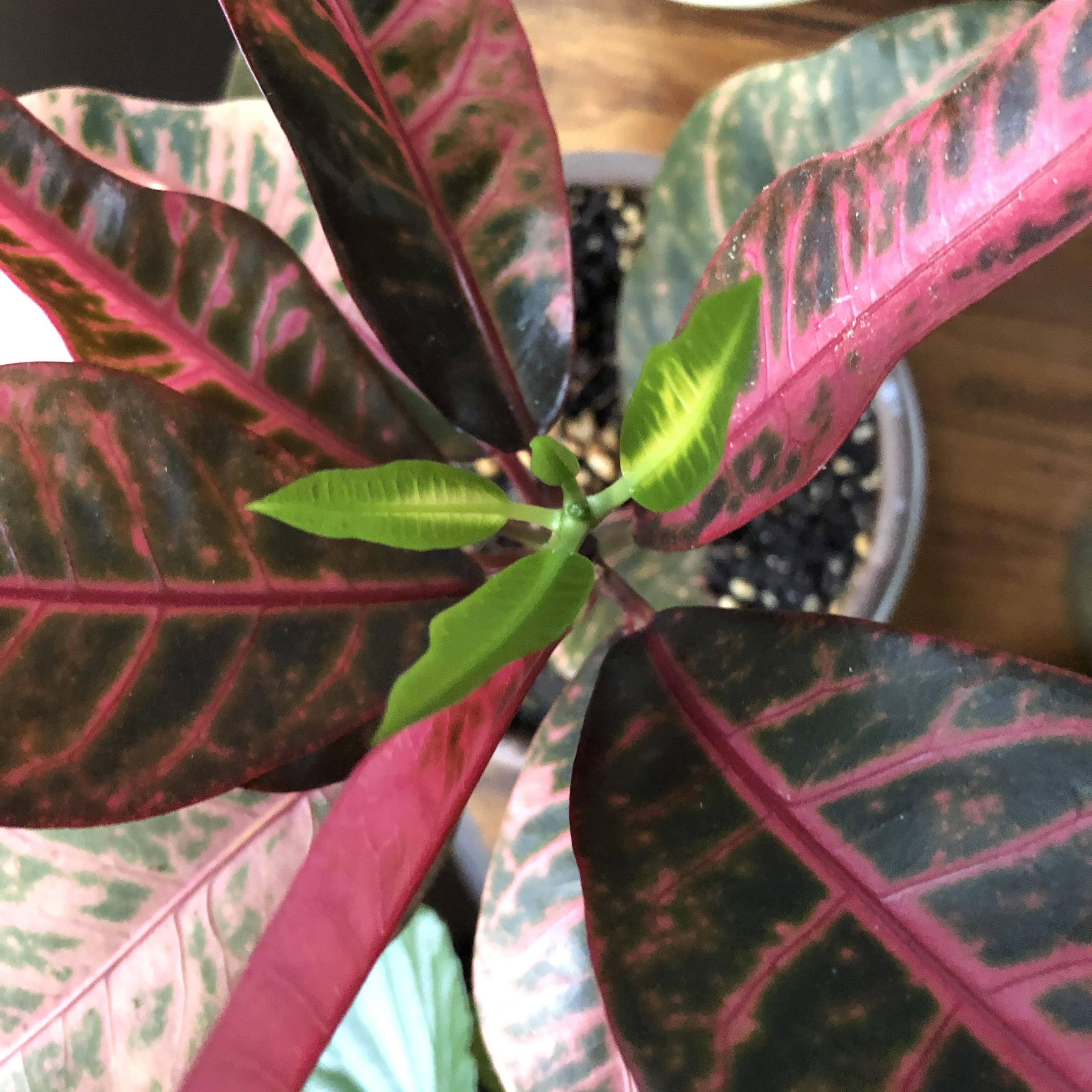 New itty bitty Croton growth, the first in quite a while! r/houseplants