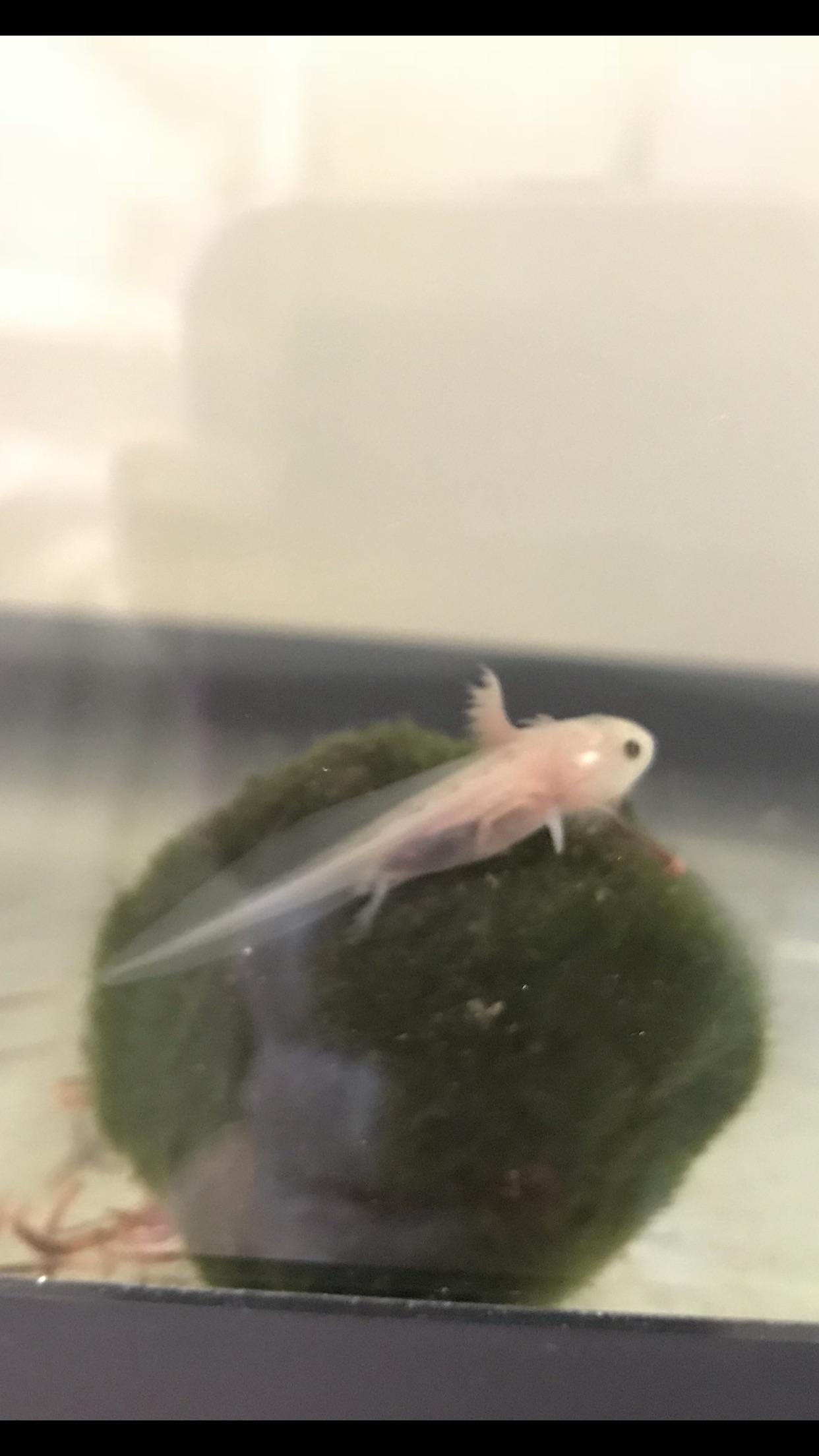KING OF THE MOSS BALL!!! r/axolotls