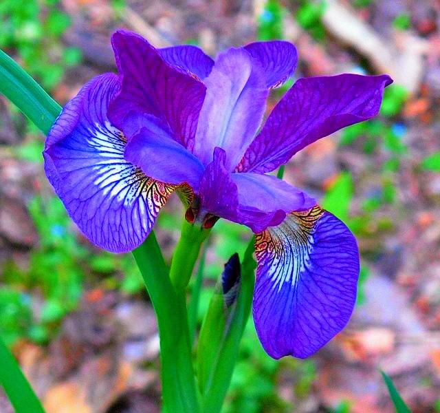 Siberian Iris Shakers Prayer r/flowers