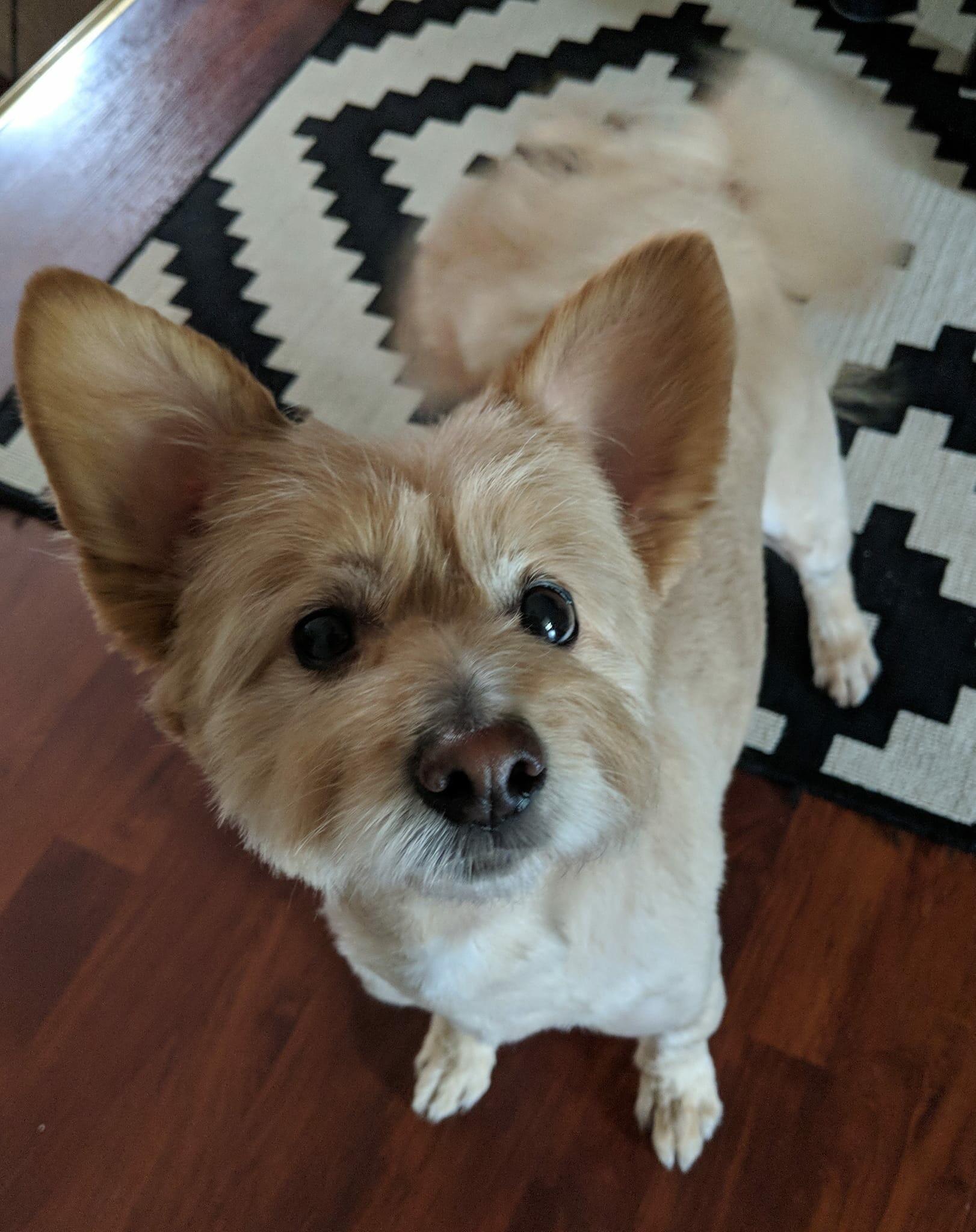 After a bad reaction to a rabies vaccine (104.2 fever