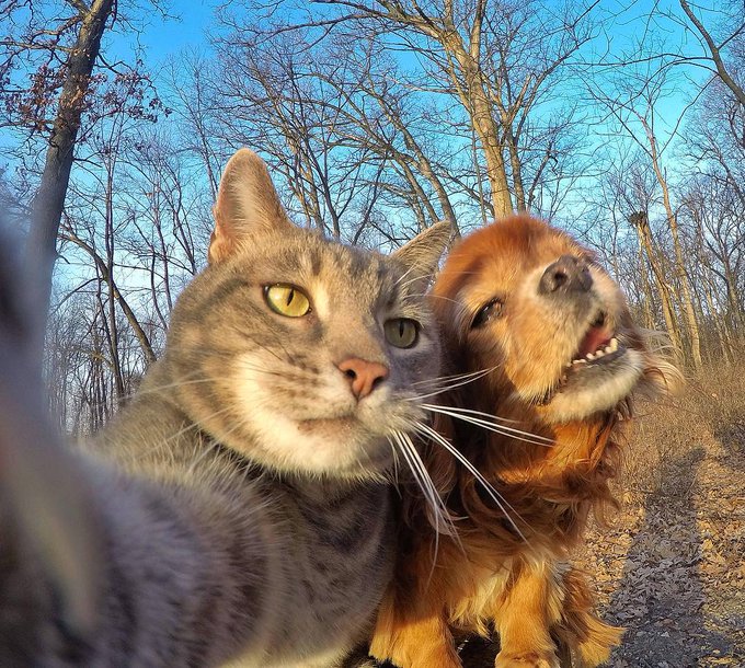 a cat who takes selfies! What do you think of it? 😍 r/FunnyAnimals