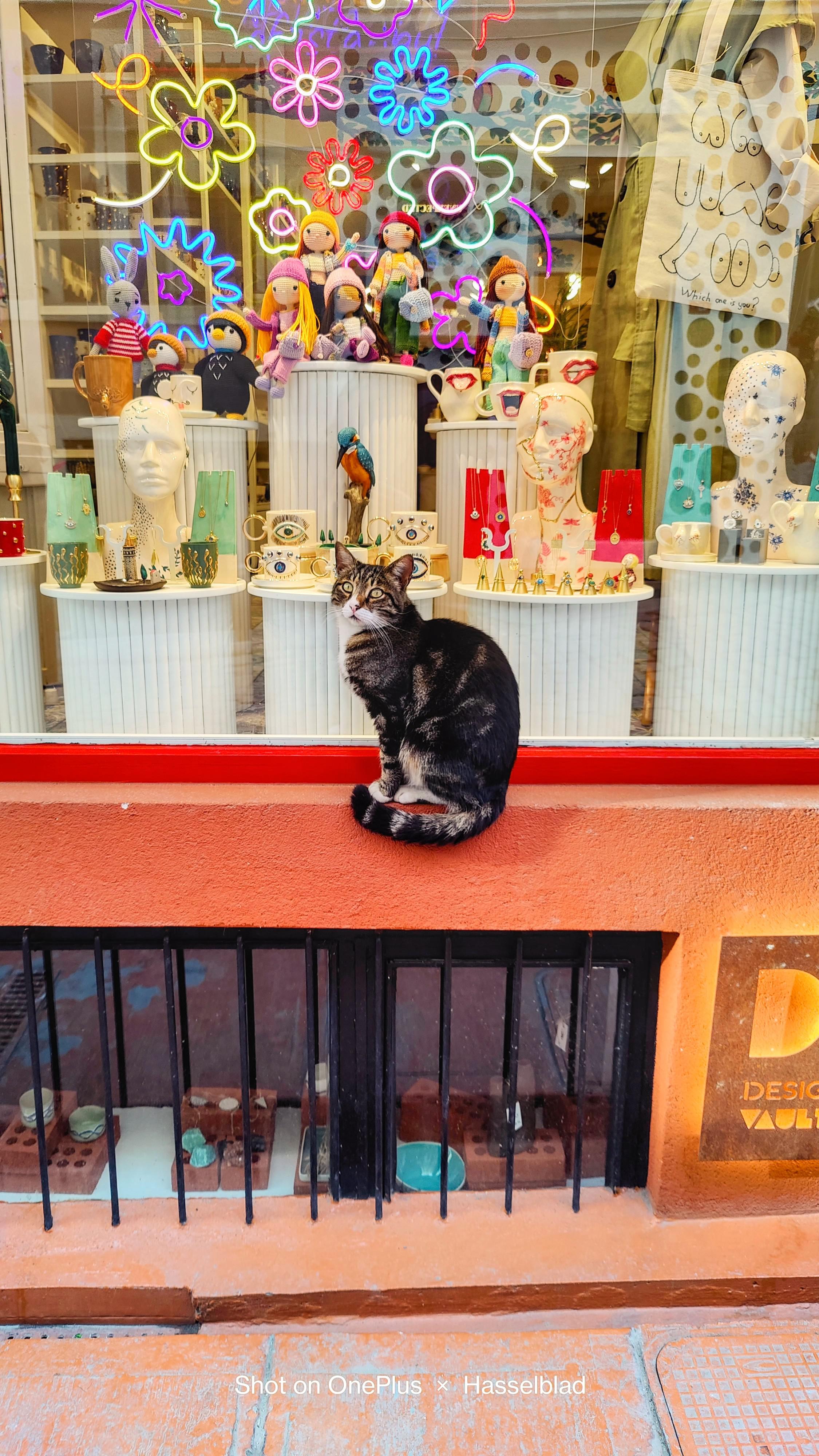 Shop Cat r/AccidentalWesAnderson