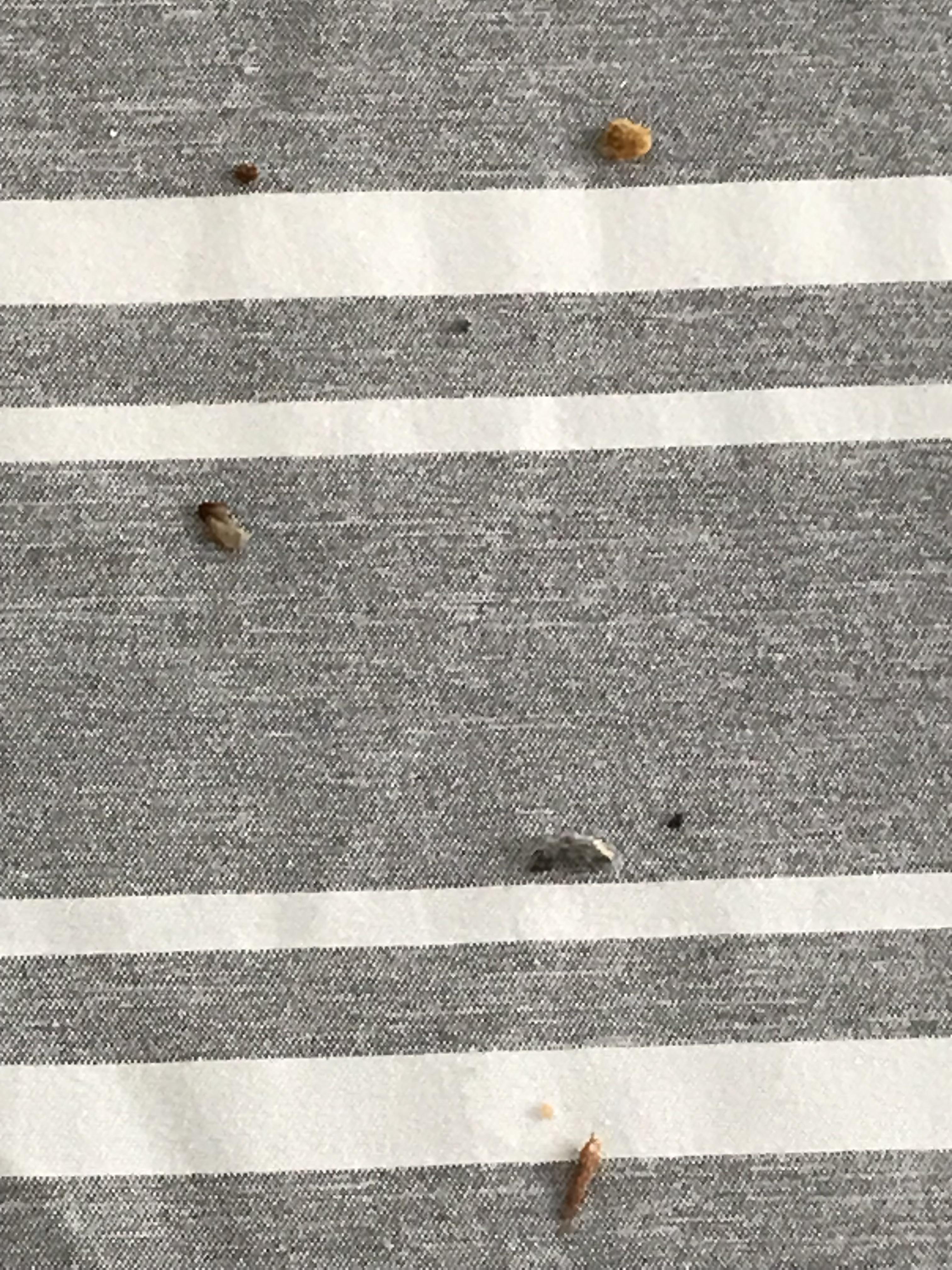 Is this bed bug debris? I’ve been sleeping in another room since the bugs were discovered and