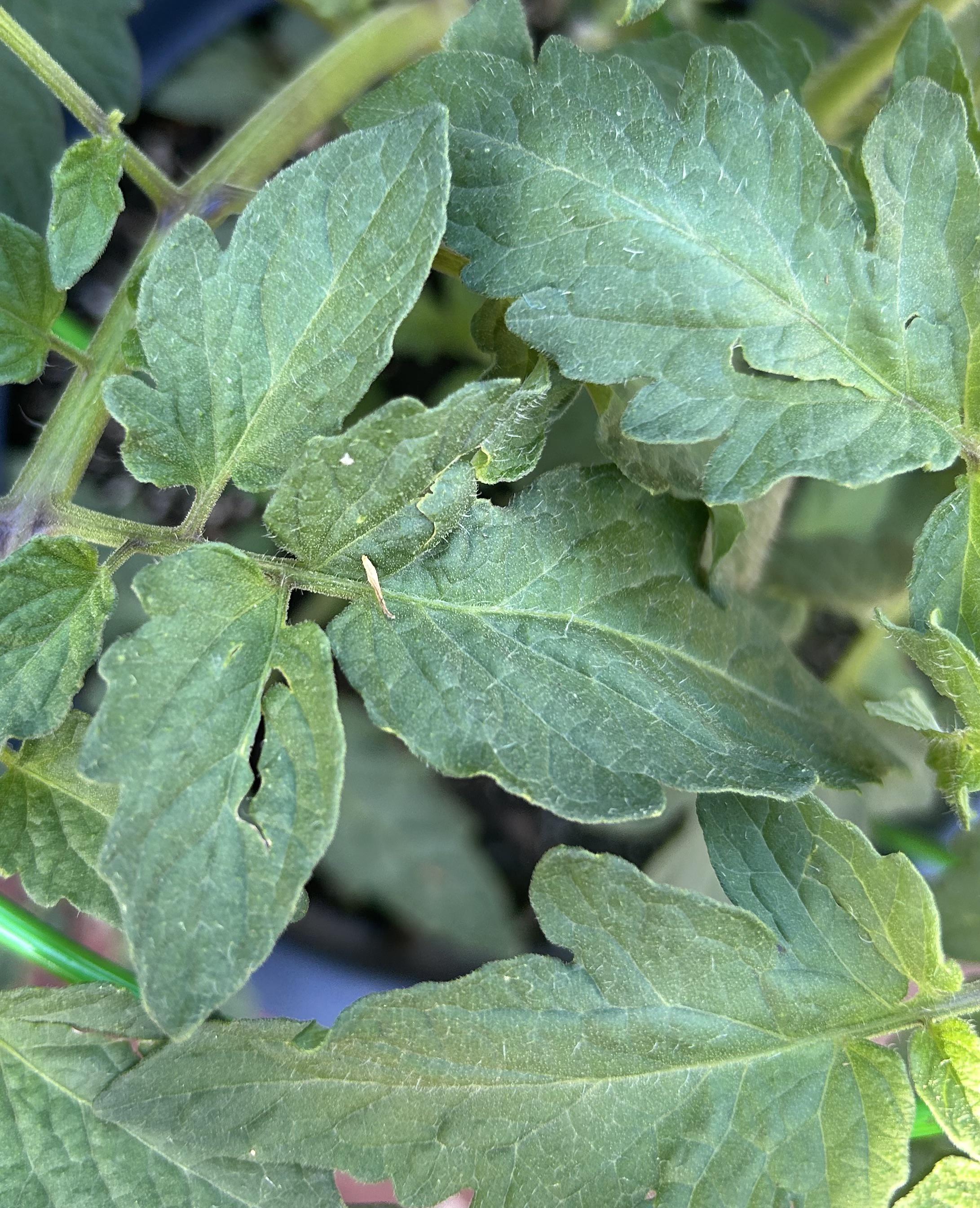 Are these cracks/holes in my tomato plant leaves a sign of leaf rot