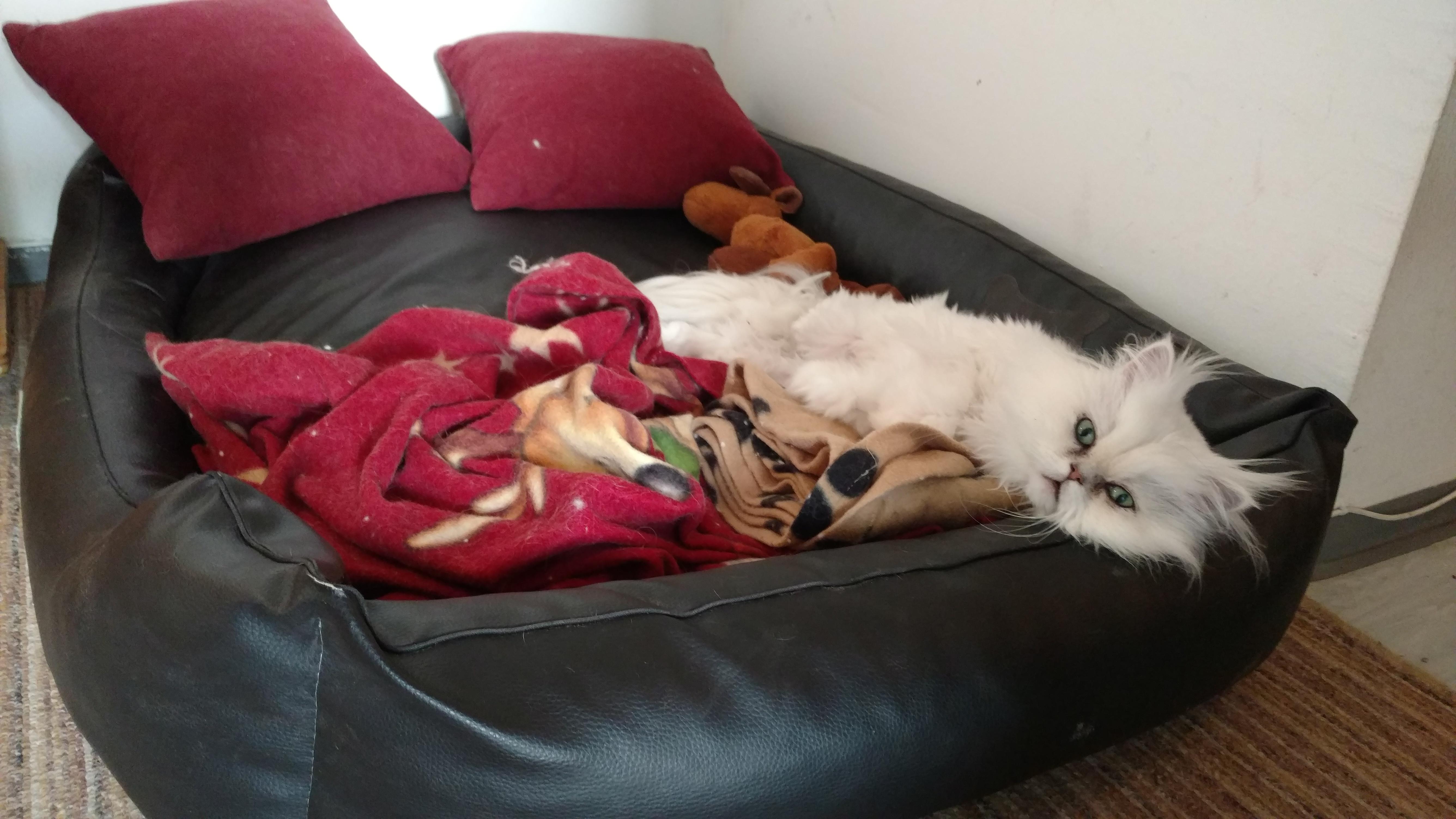 8 cat beds and he still needs to steal... r/stolendogbeds