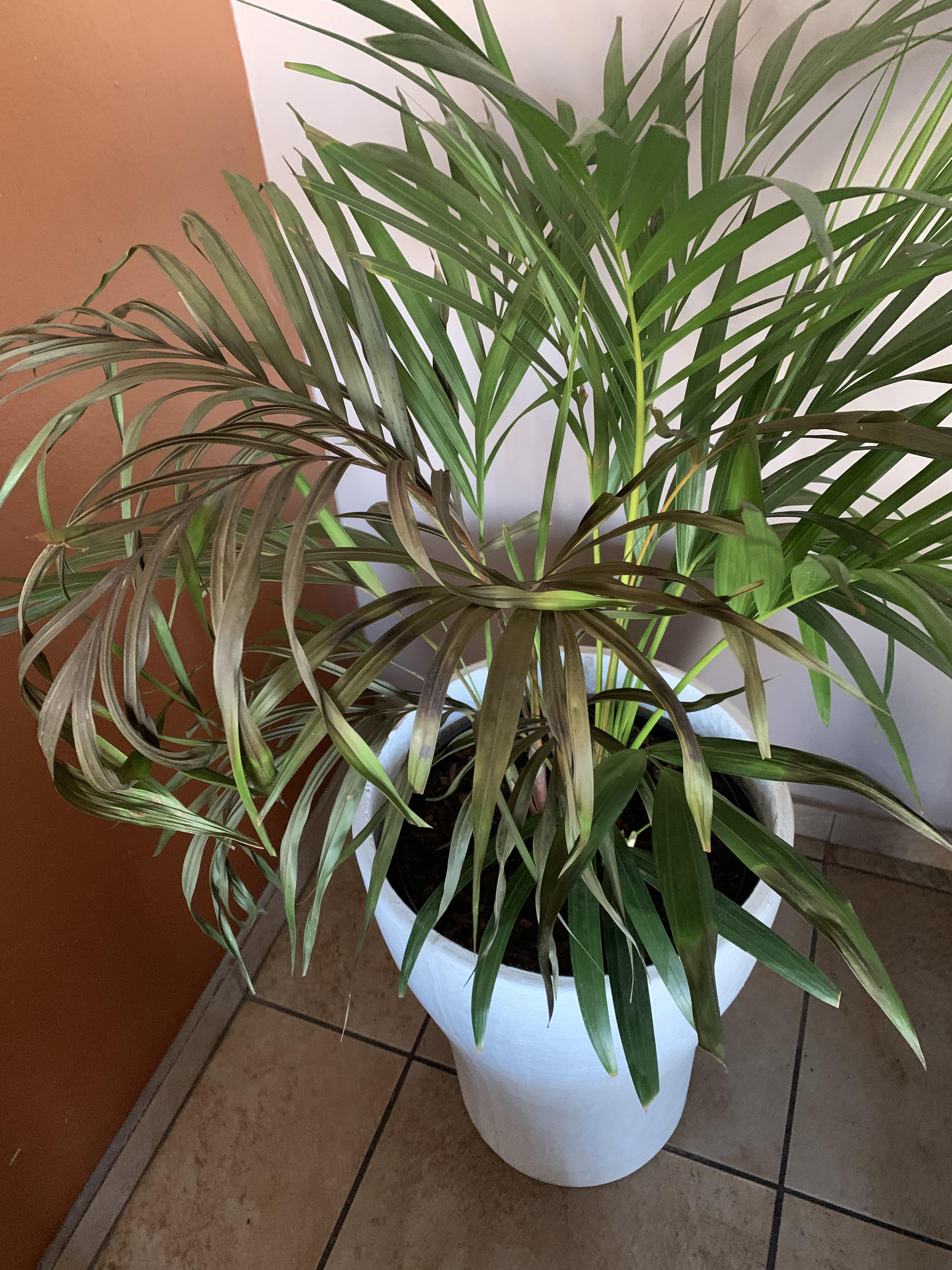 Help please! 😓 Why are my Bamboo Palm leaves doing this and what can I