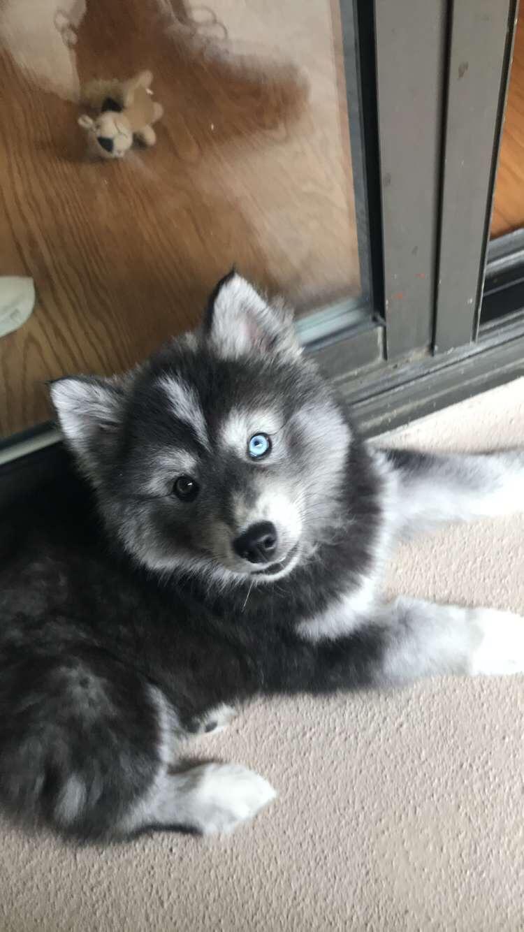 Our new Huskimo r/aww