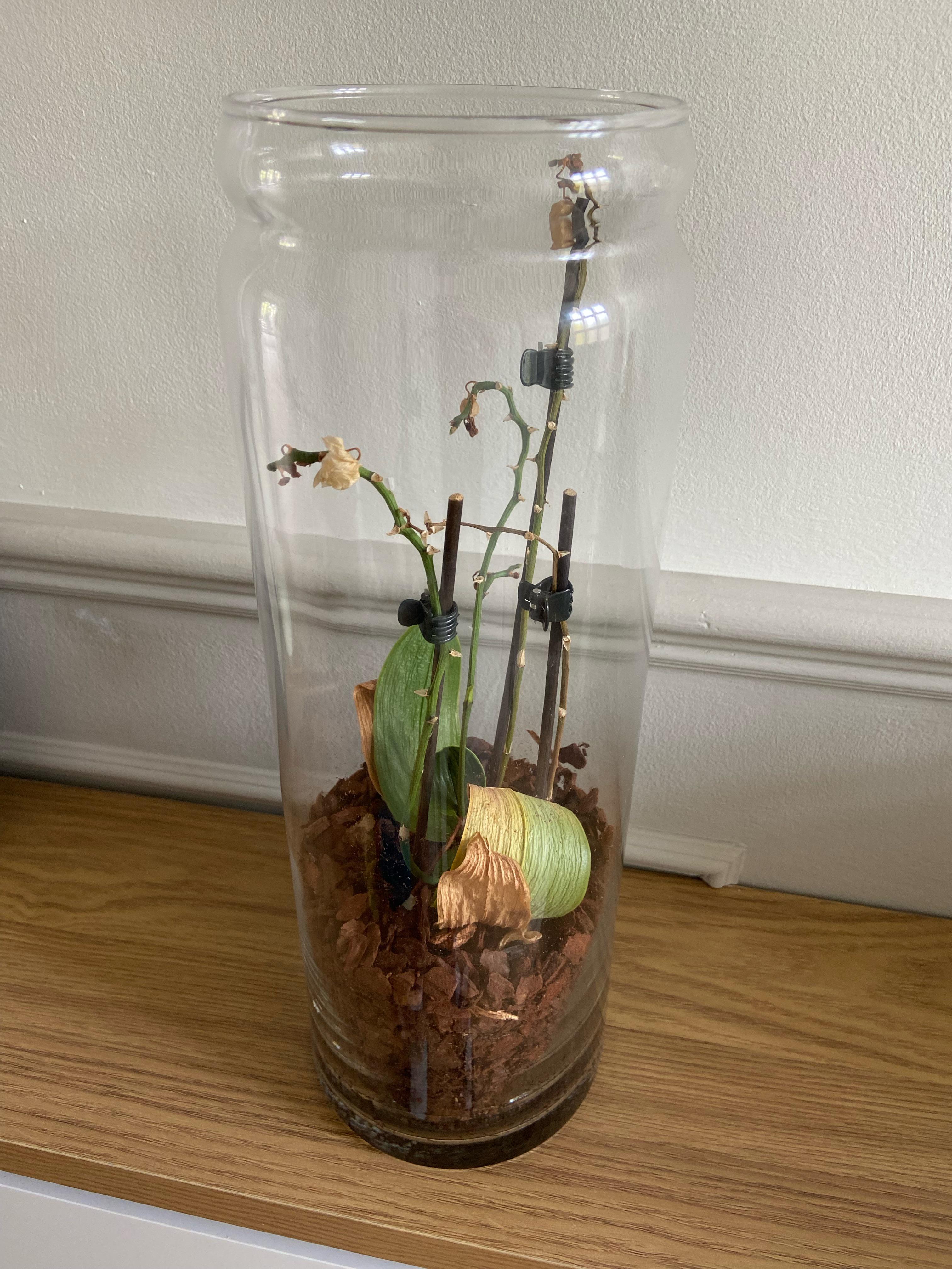 Can this orchid be saved? r/orchids