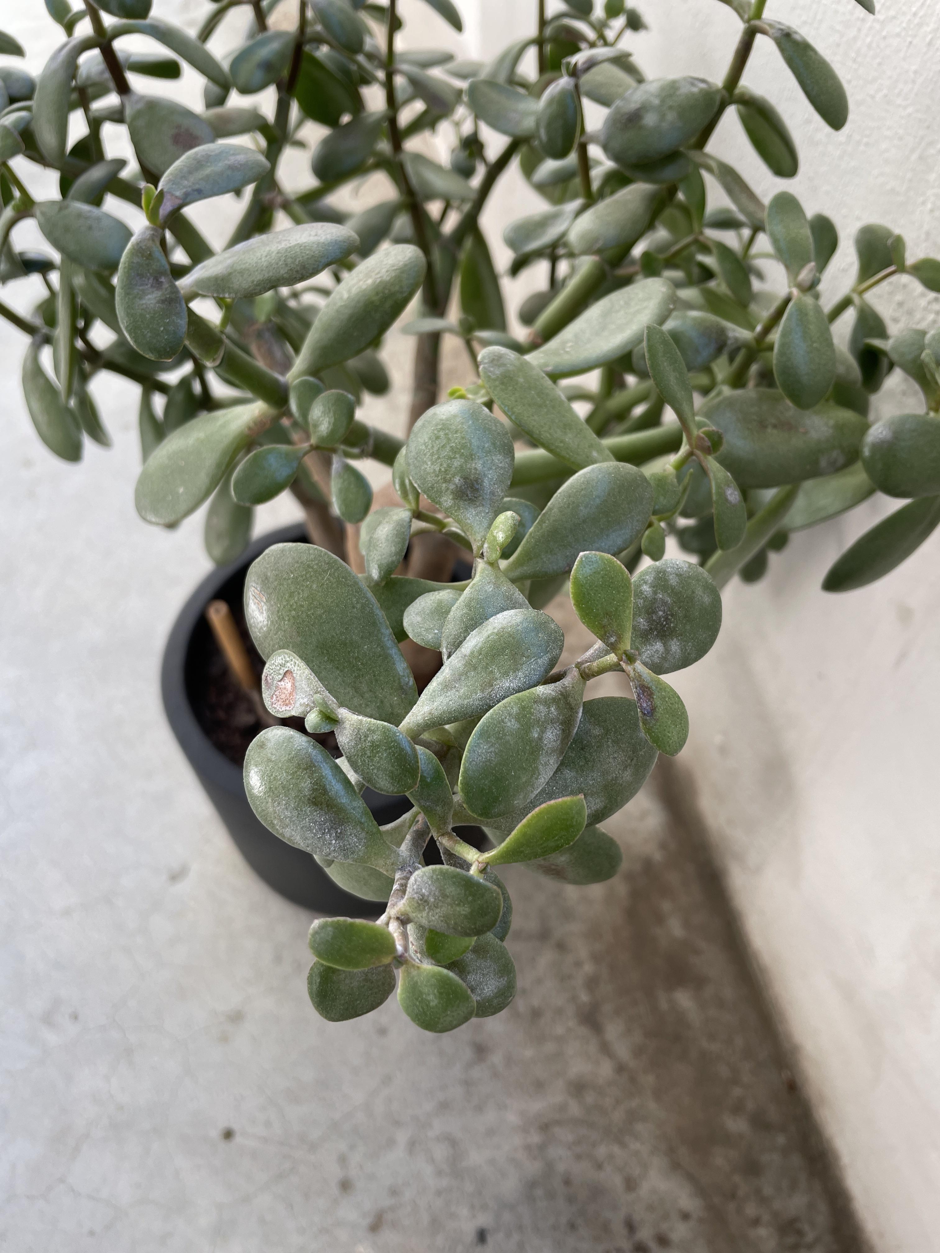 White mold(?) on Jade Plant. Can I save this plant, and how? The spots