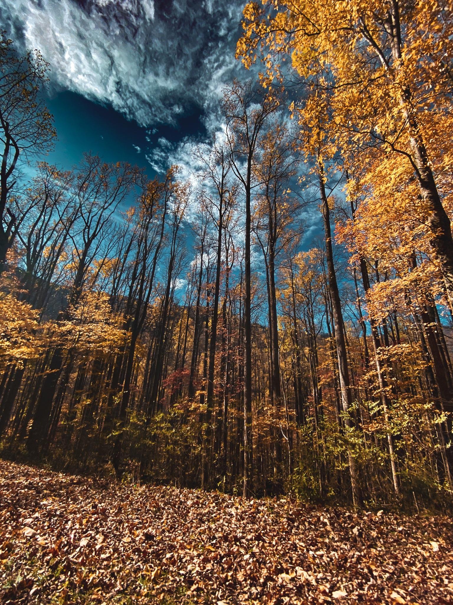 November in The Great Smoky Mountains National Park in Tennessee USA