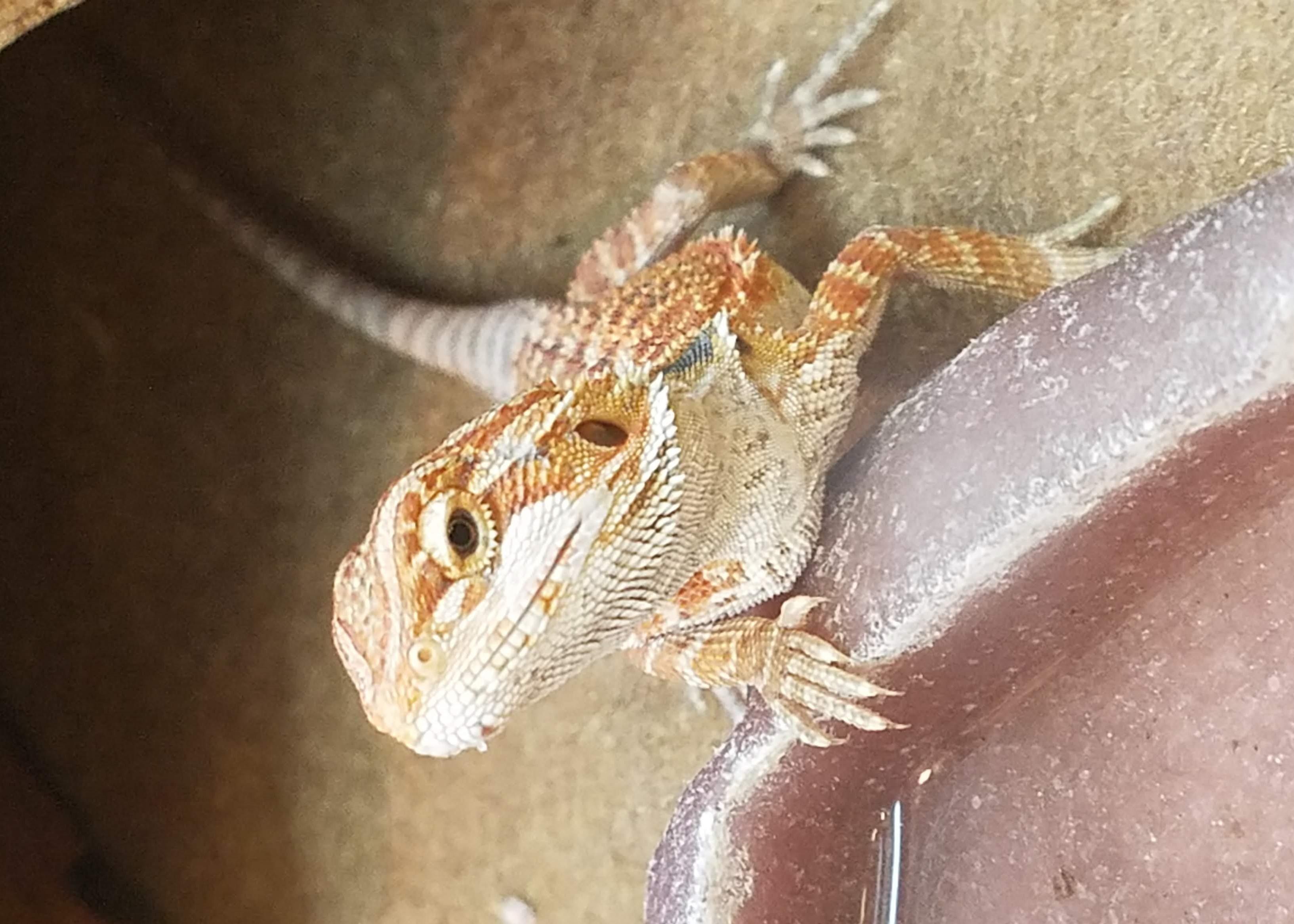 This Cute Little Iguana I Stumbled Upon At A Petsmart Aww