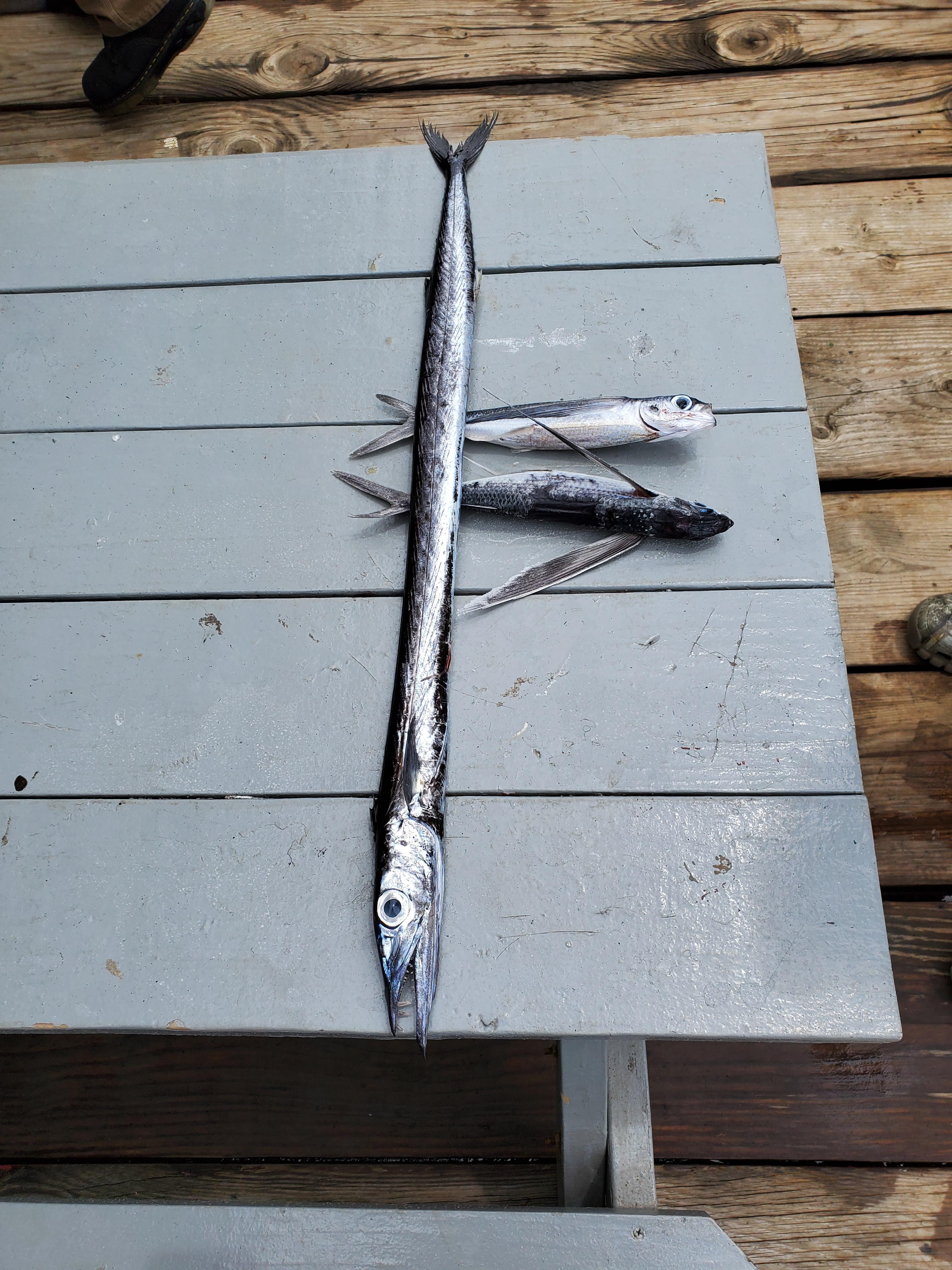 92 west Florida in 450 fathom deep water, not sure what they caught it