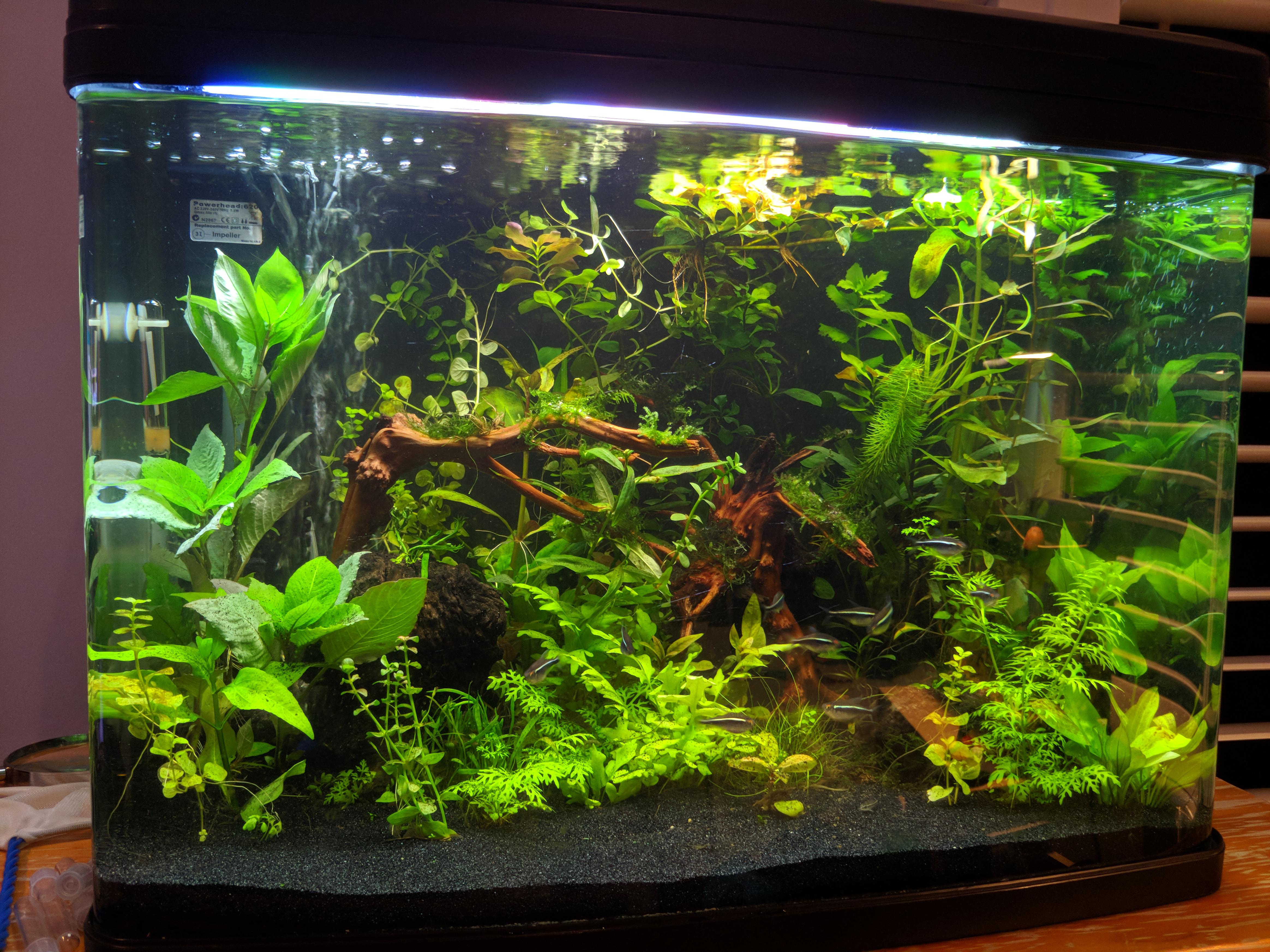 My first aquascape, jungle biotope r/Aquariums