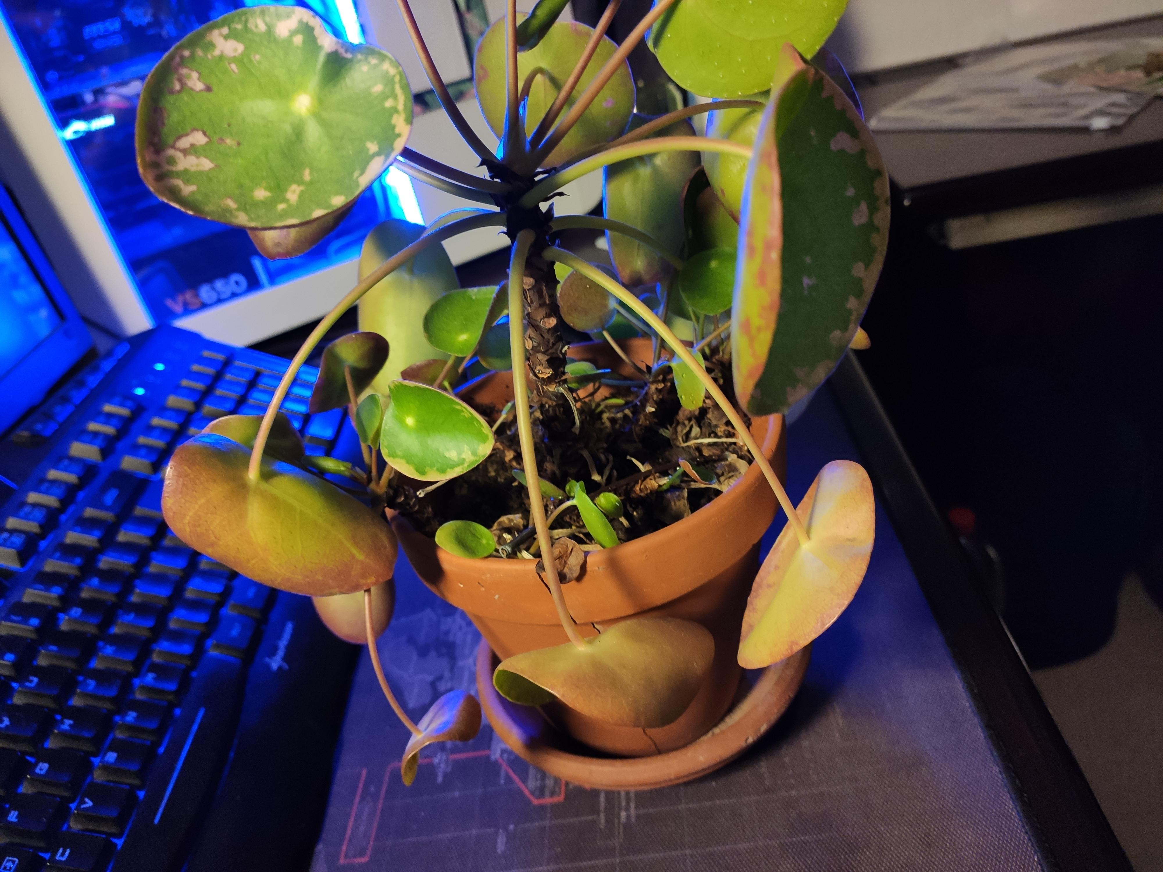 Got a pancake (ufo?) plant from a friend, can it be saved and if so
