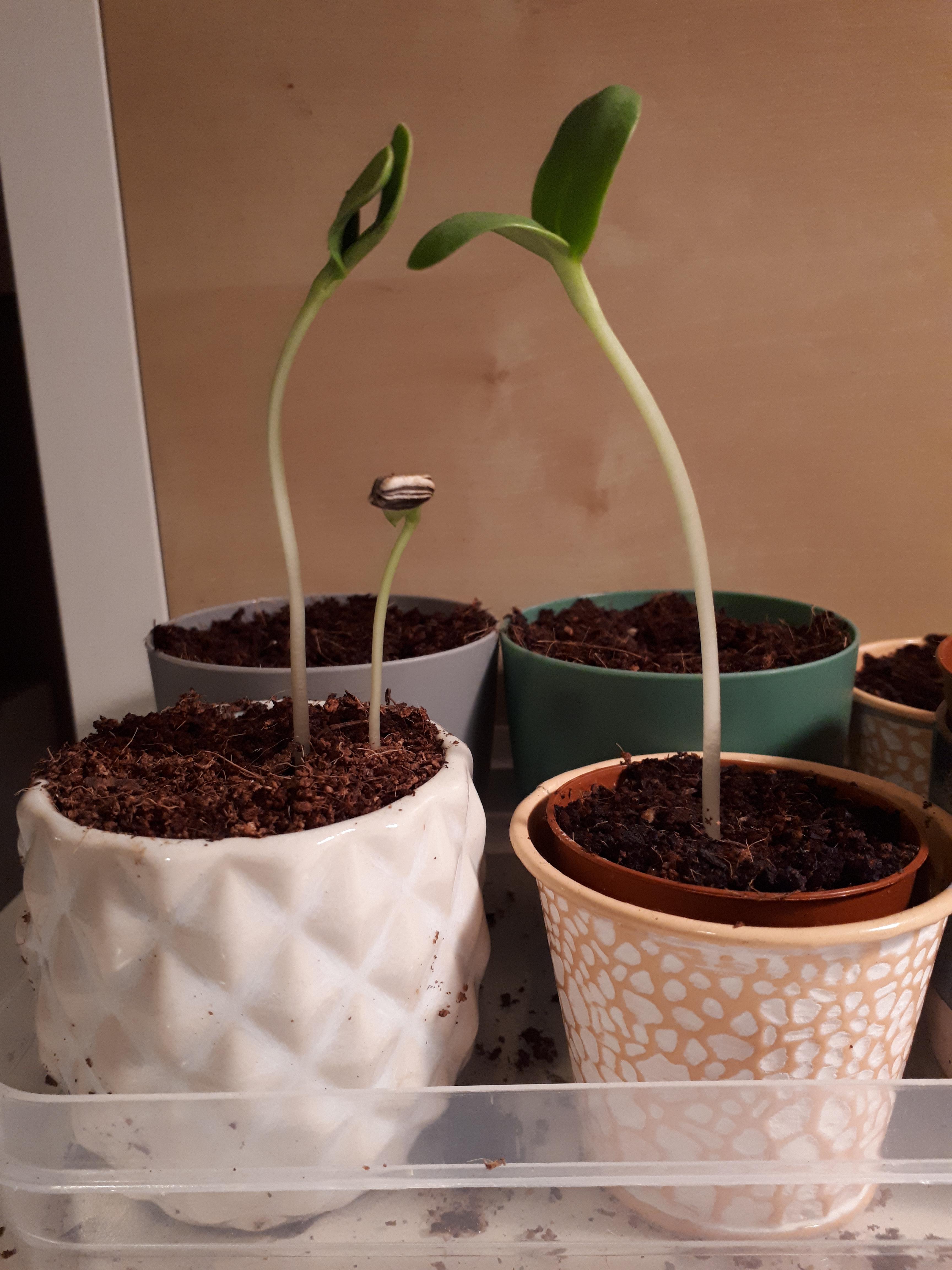 First timw growing my own sunflower. I find it almost unbelievable that