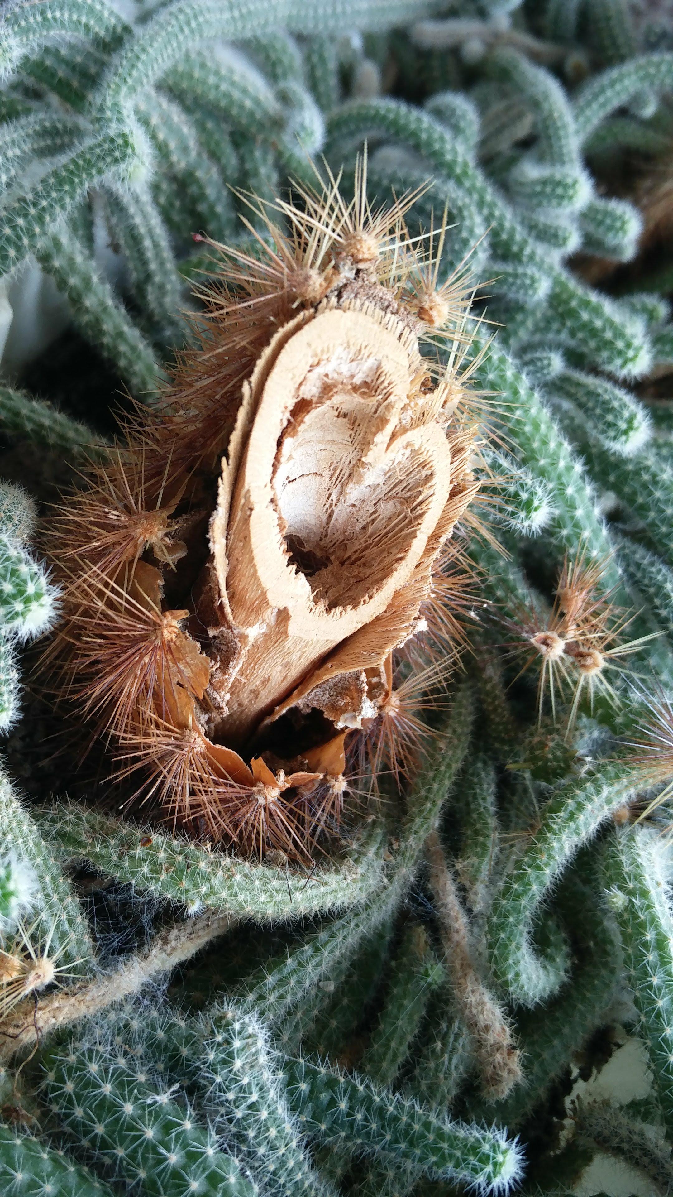 The inside of a dead cacti mildlyinteresting