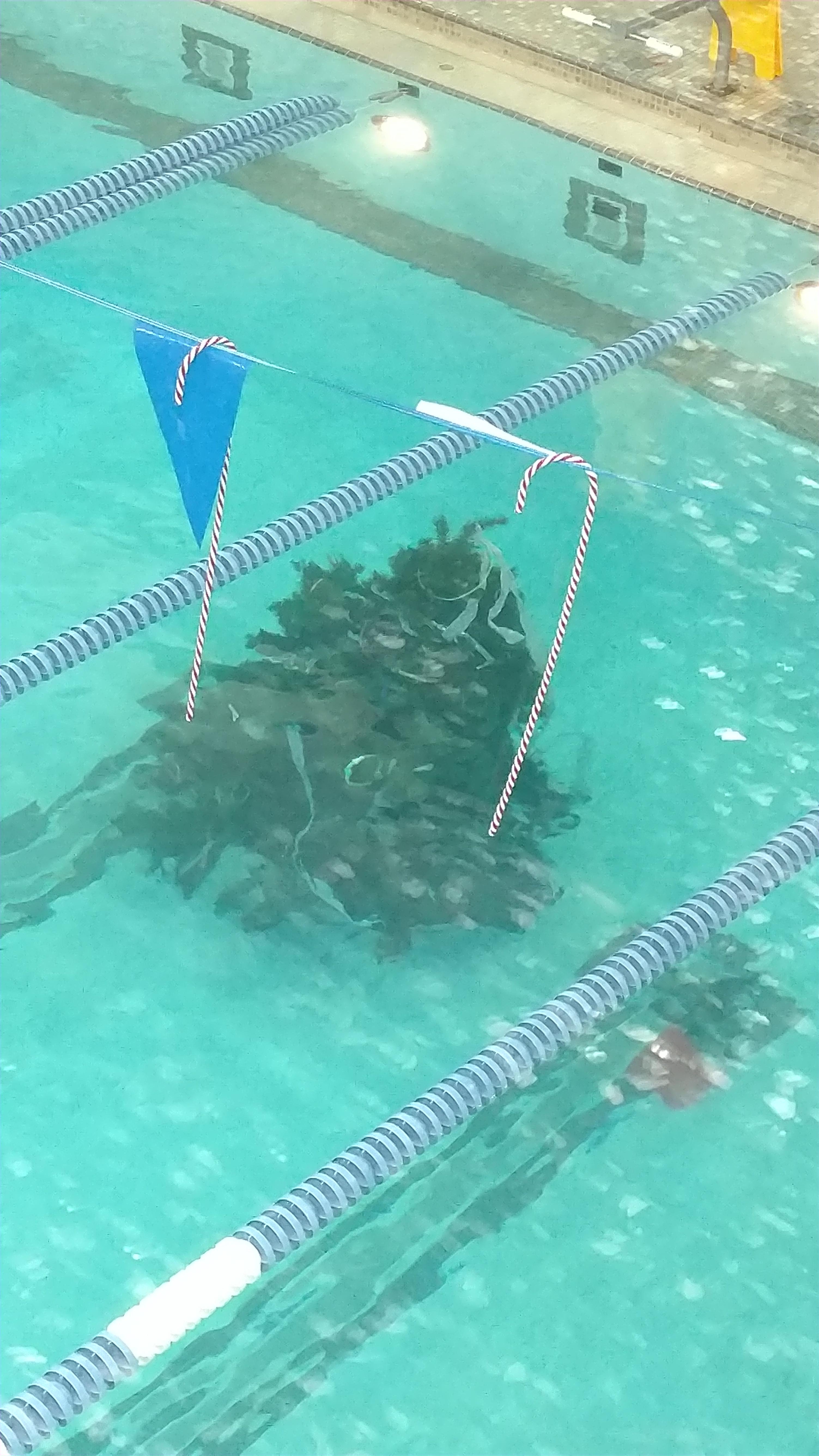 Our YMCA decorated the pool with an underwater Christmas tree. r