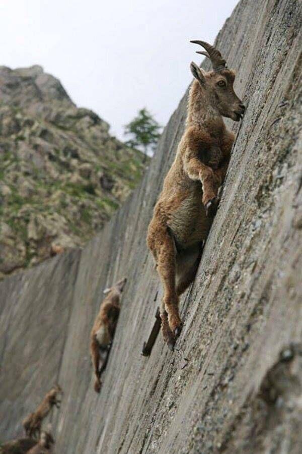Some form of goat scaling this cliff face somehow r/natureismetal