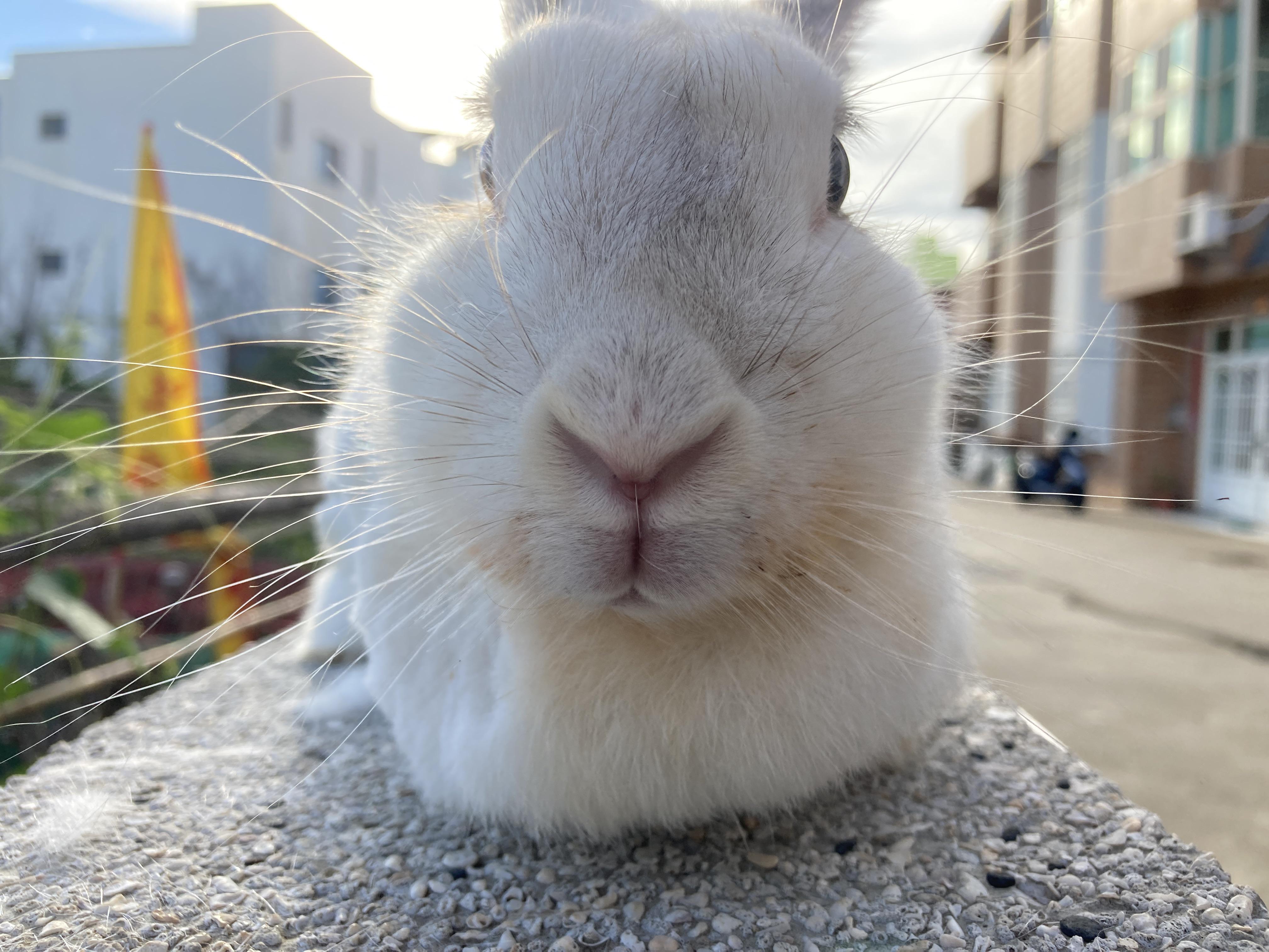 My bunny Milky here was diagnosed with Megacolon last week. The vet