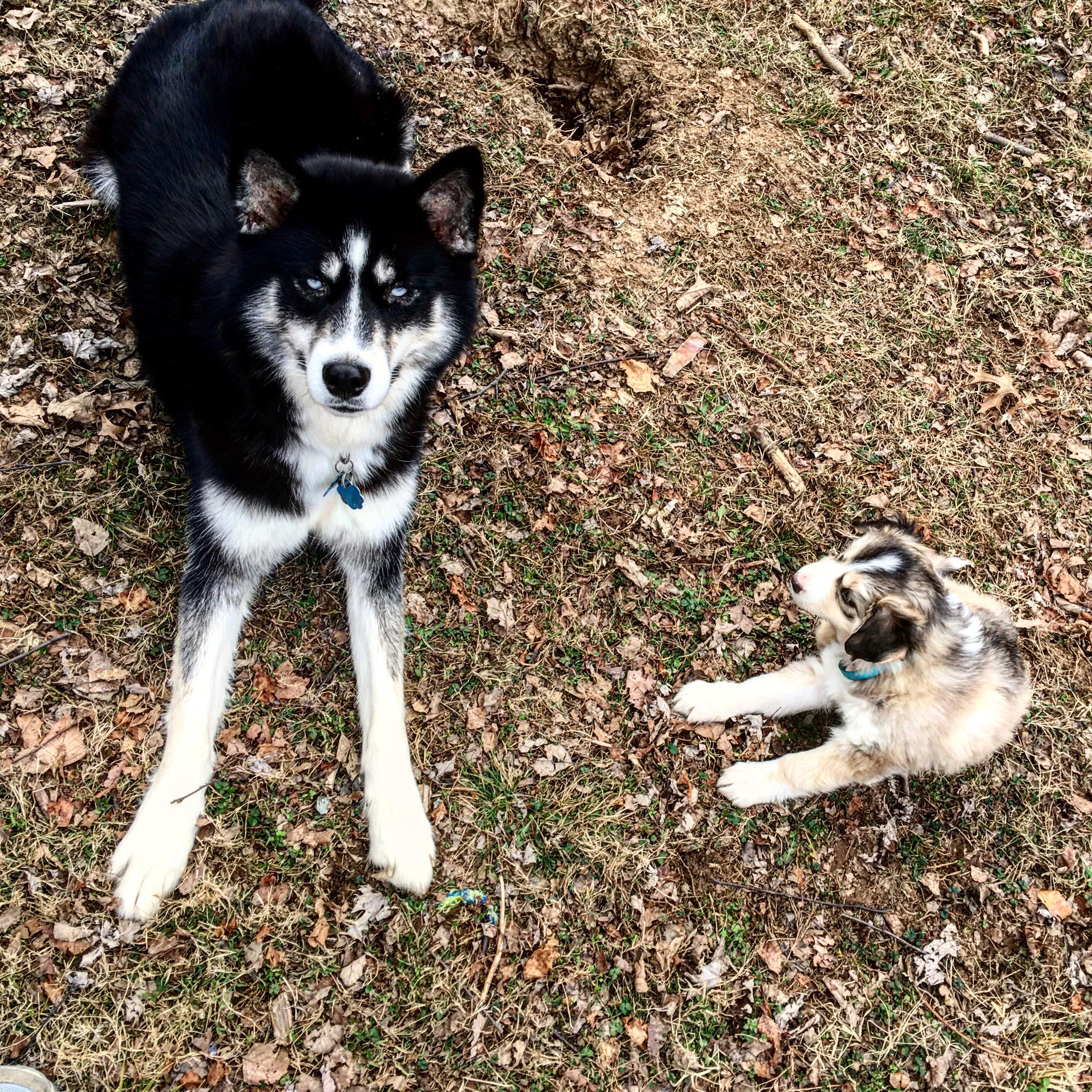 My 1 year old Husky and my 8 week old Aussie. Too much cute. aww