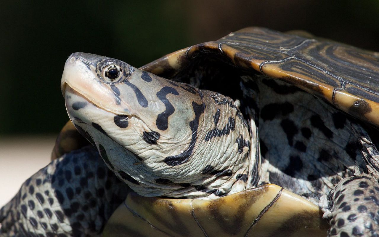 Diamondback Terrapin is a unique aquatic turtle that lives in brackish