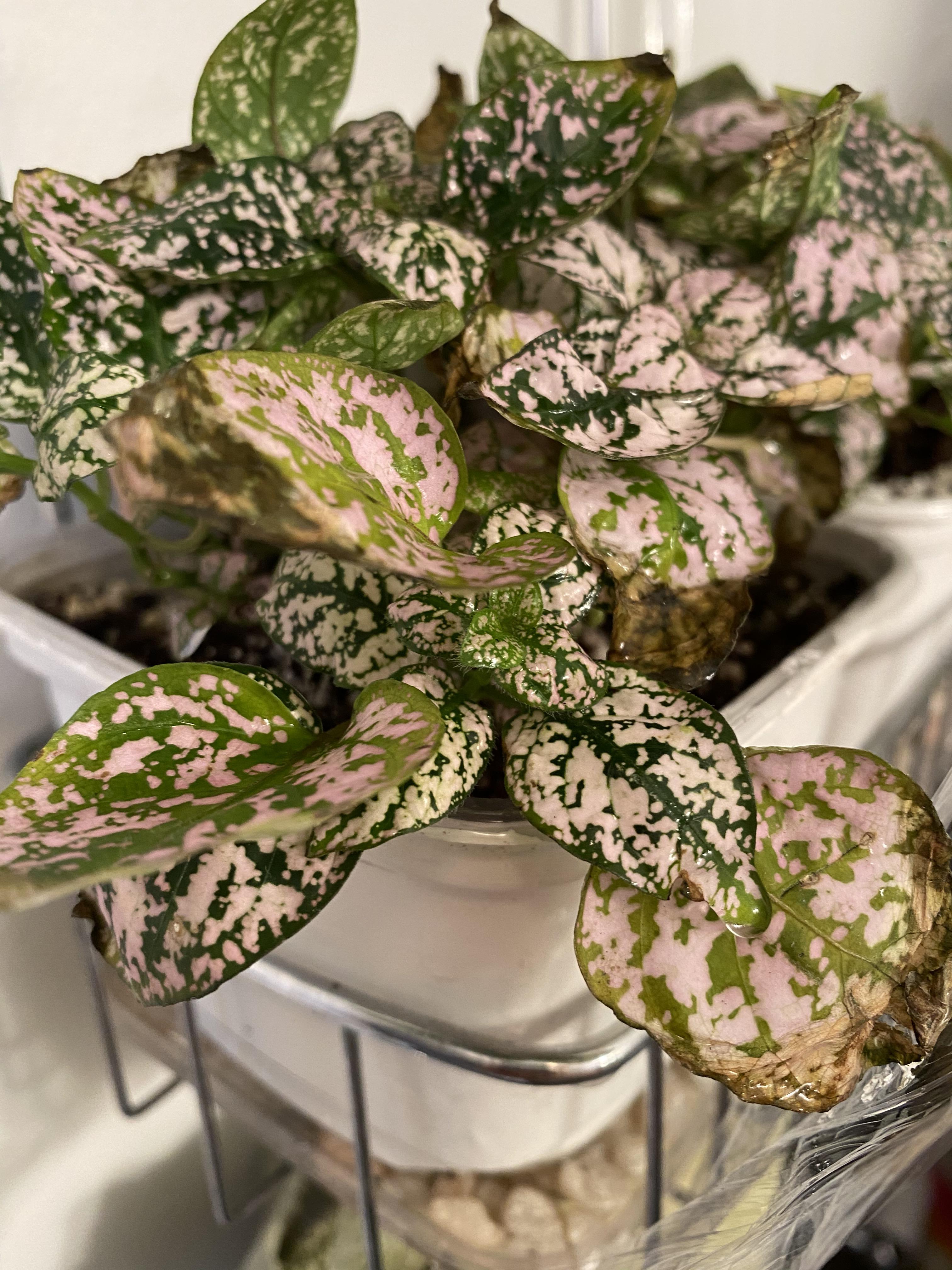 Polka dot plants brown leaf and stem tips. They sit on a saucer with