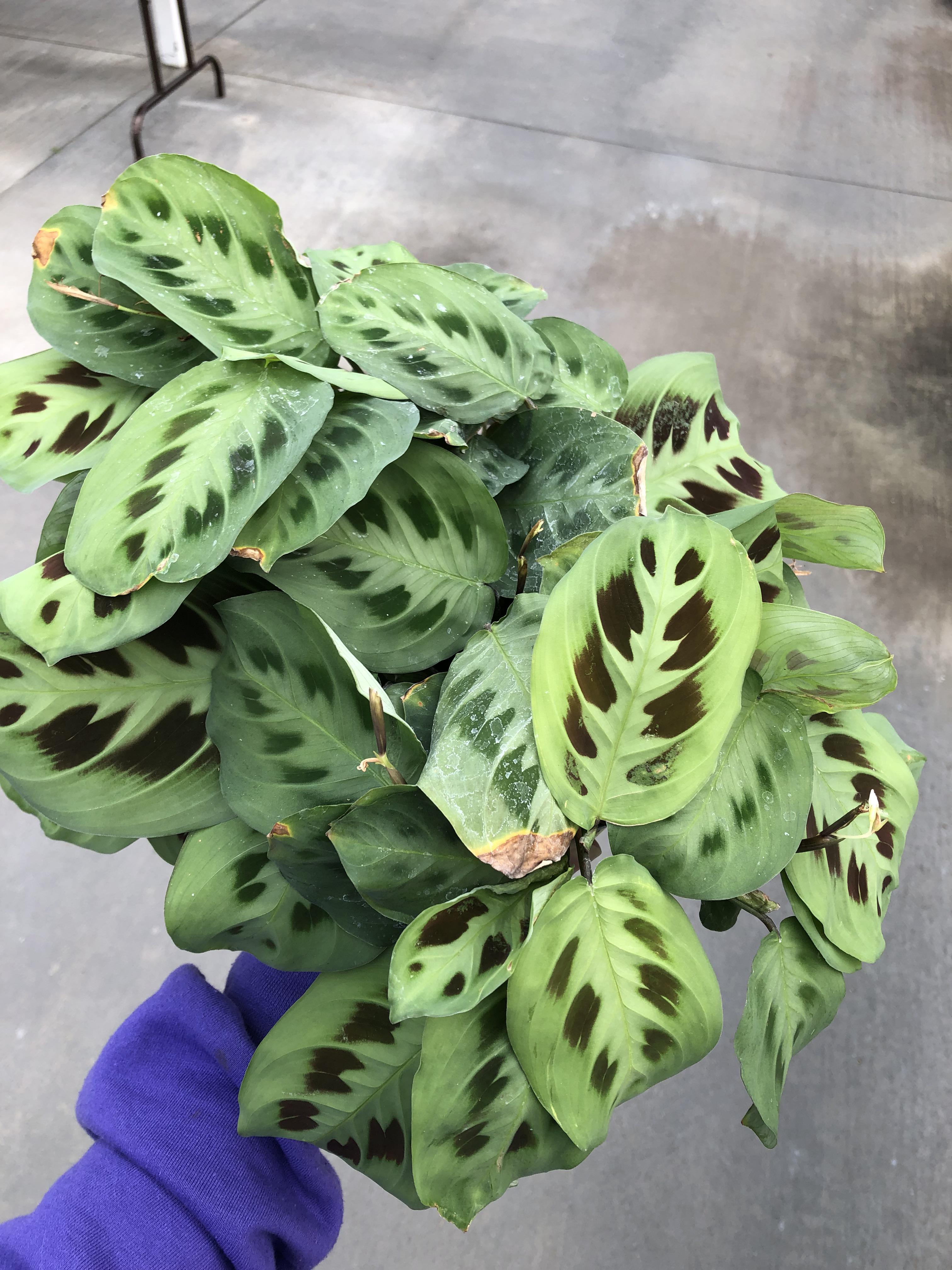 Is this a prayer plant? r/plants