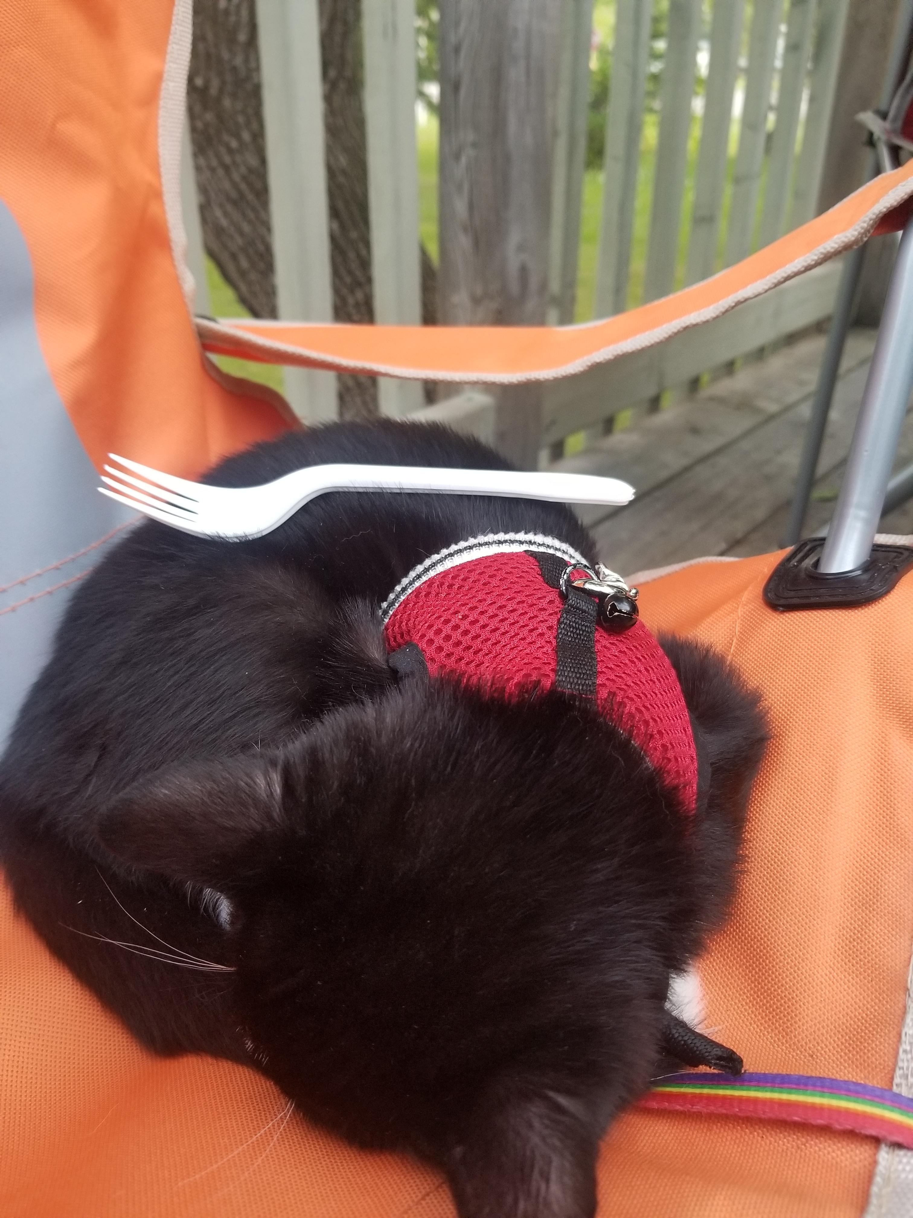 Love this cat into pieces, This is my plastic fork!! 😼😻😼 r/StuffOnCats