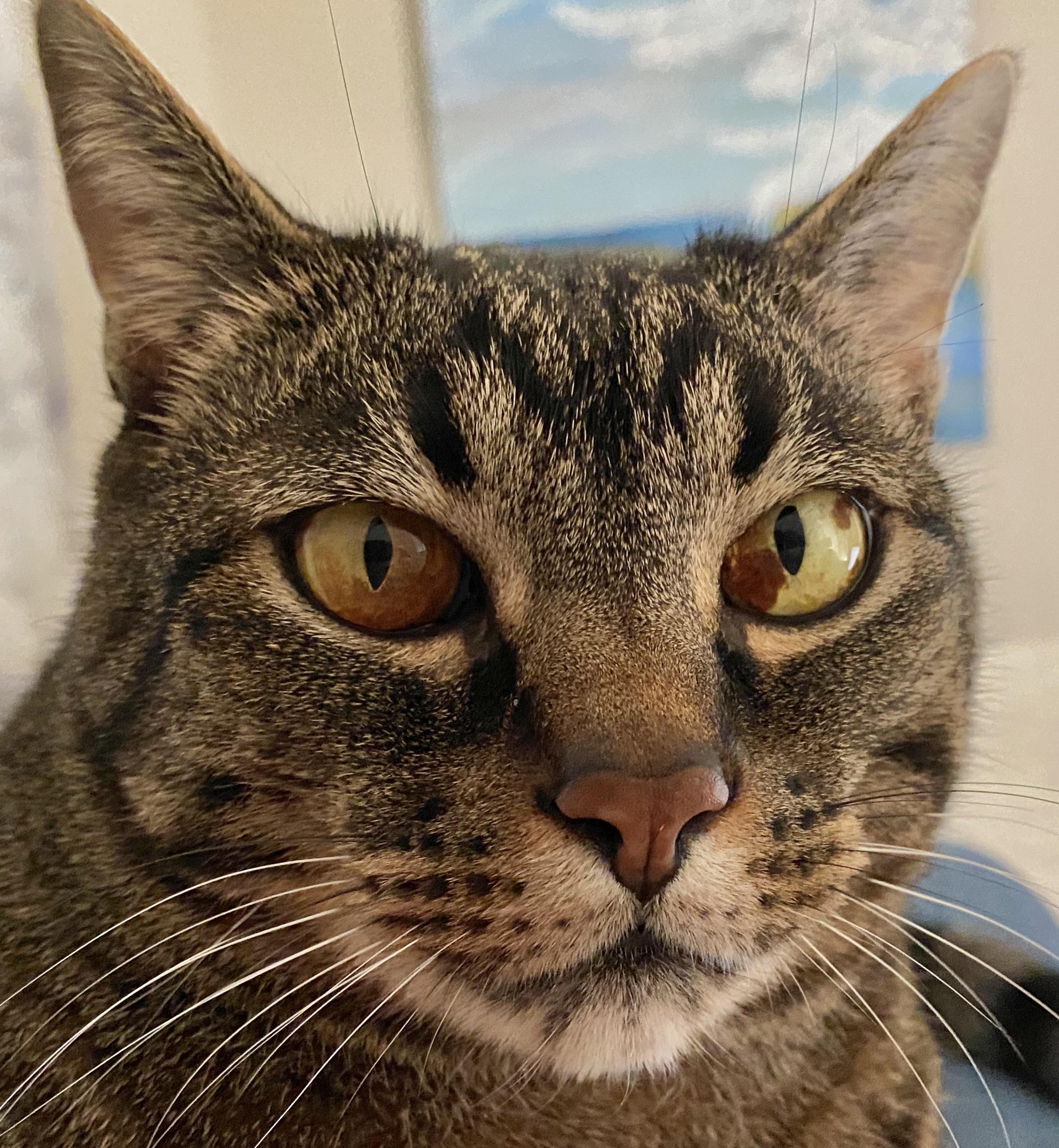 This cat’s weirdly splotchy eyes r/mildlyinteresting