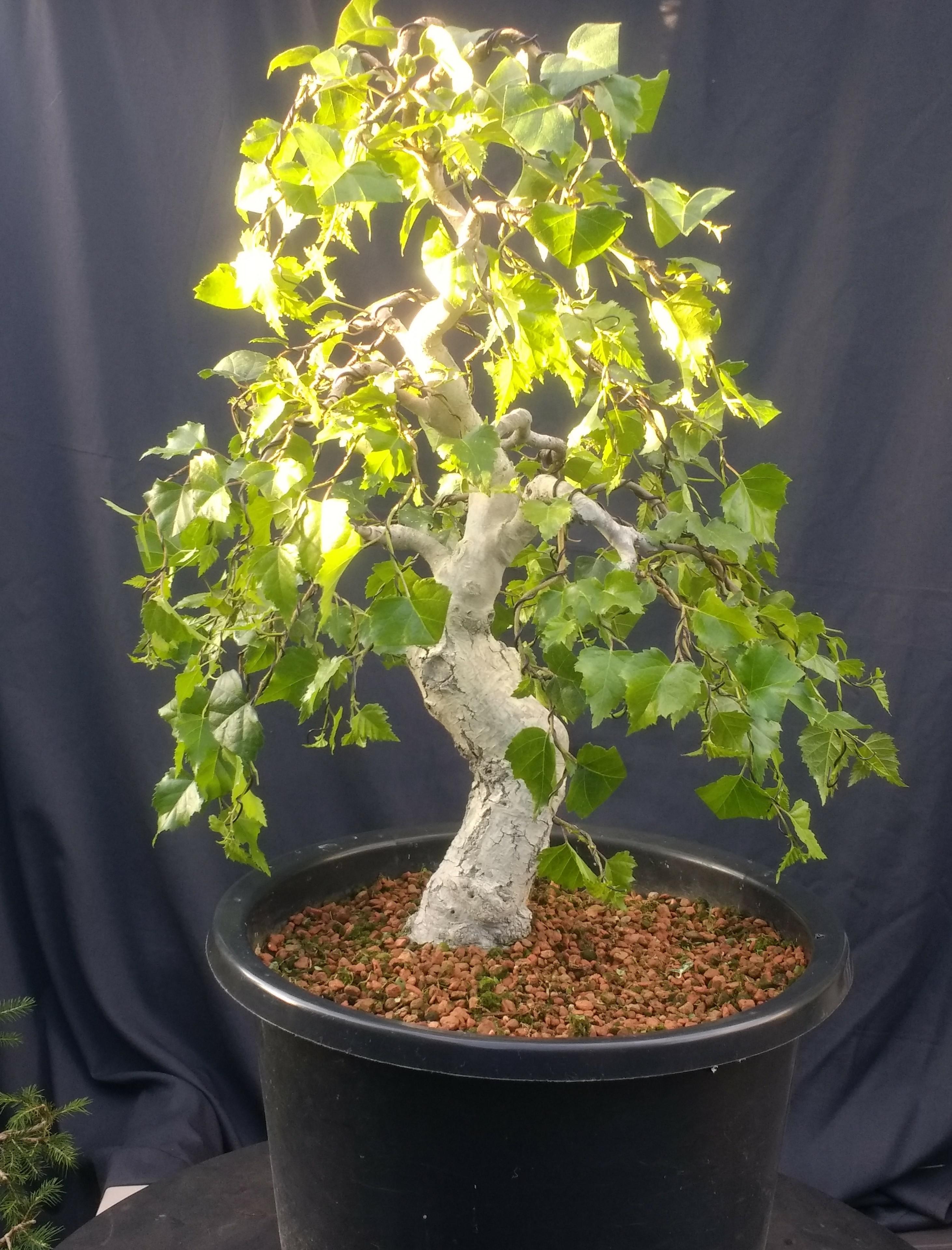 A weeping Birch Tree (Betula Pendula). Seeded itself in growing beds