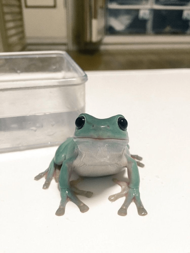 What type of frog is this? My girlfriend and I are thinking about