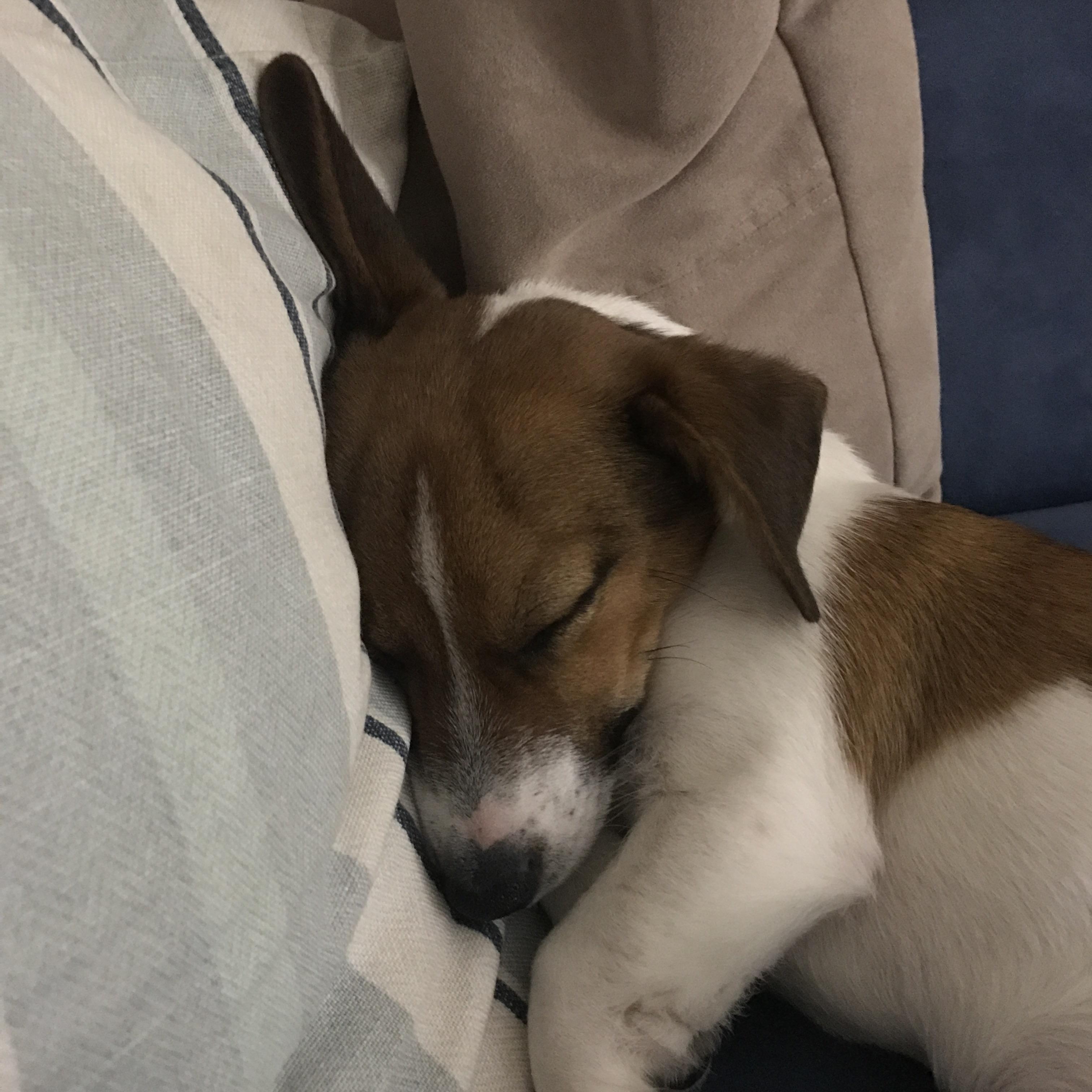 Everyone likes a nap after a big walk. r/dogpictures