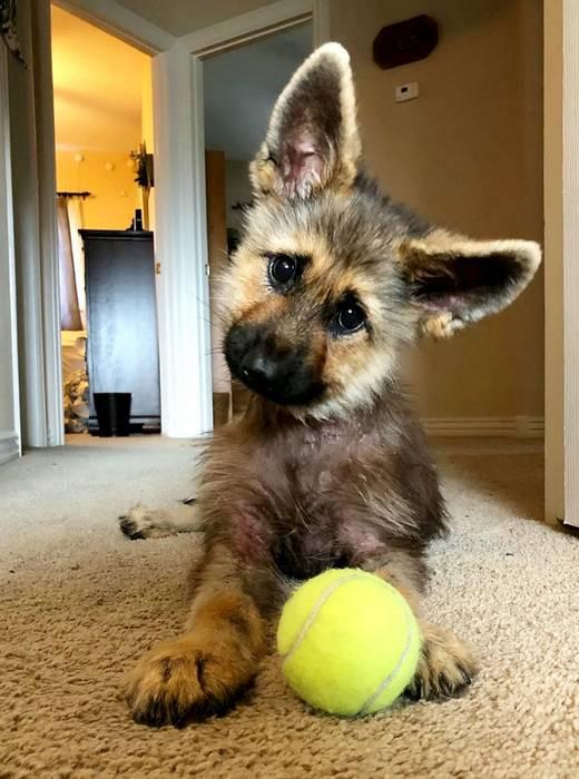 Saw this dwarf German shepherd on the news today