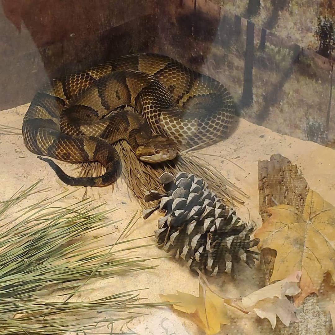 There was this cottonmouth/copperhead hybrid at a snake festival. Never knew this was possible