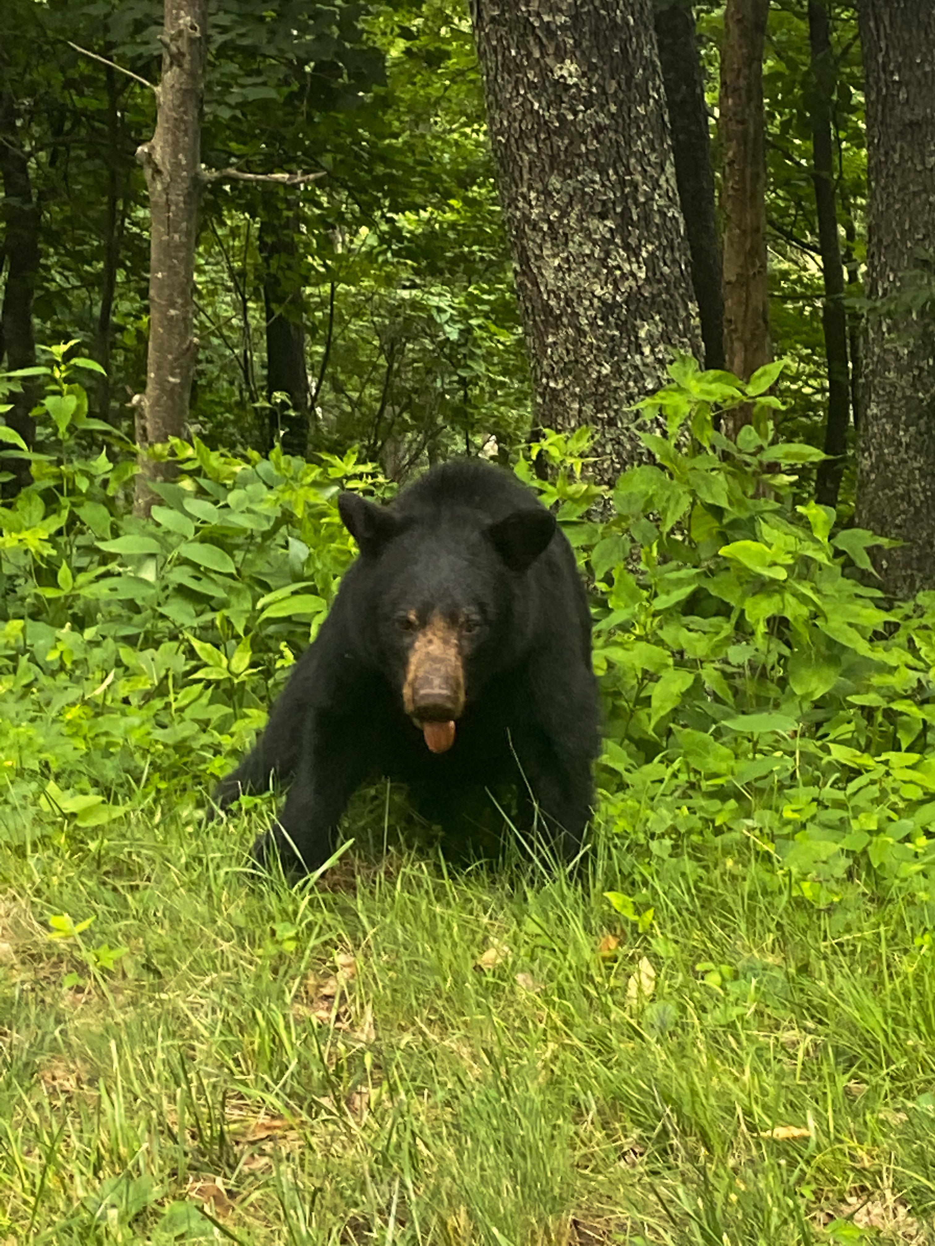 Black bear on the Blue Ridge Parkway stuck his tongue out for a photo