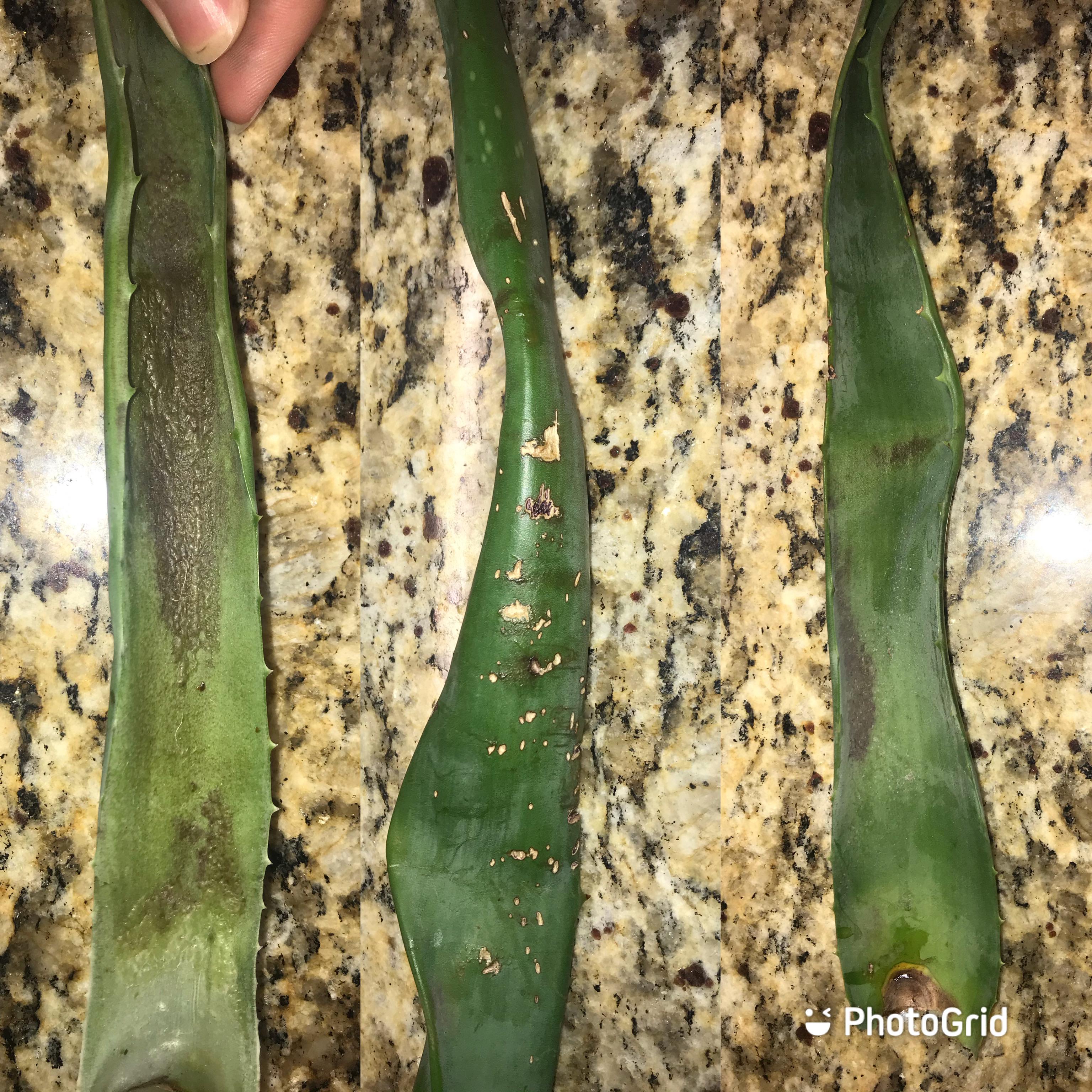 Help aloe Vera? Getting plenty of light and not watering often but