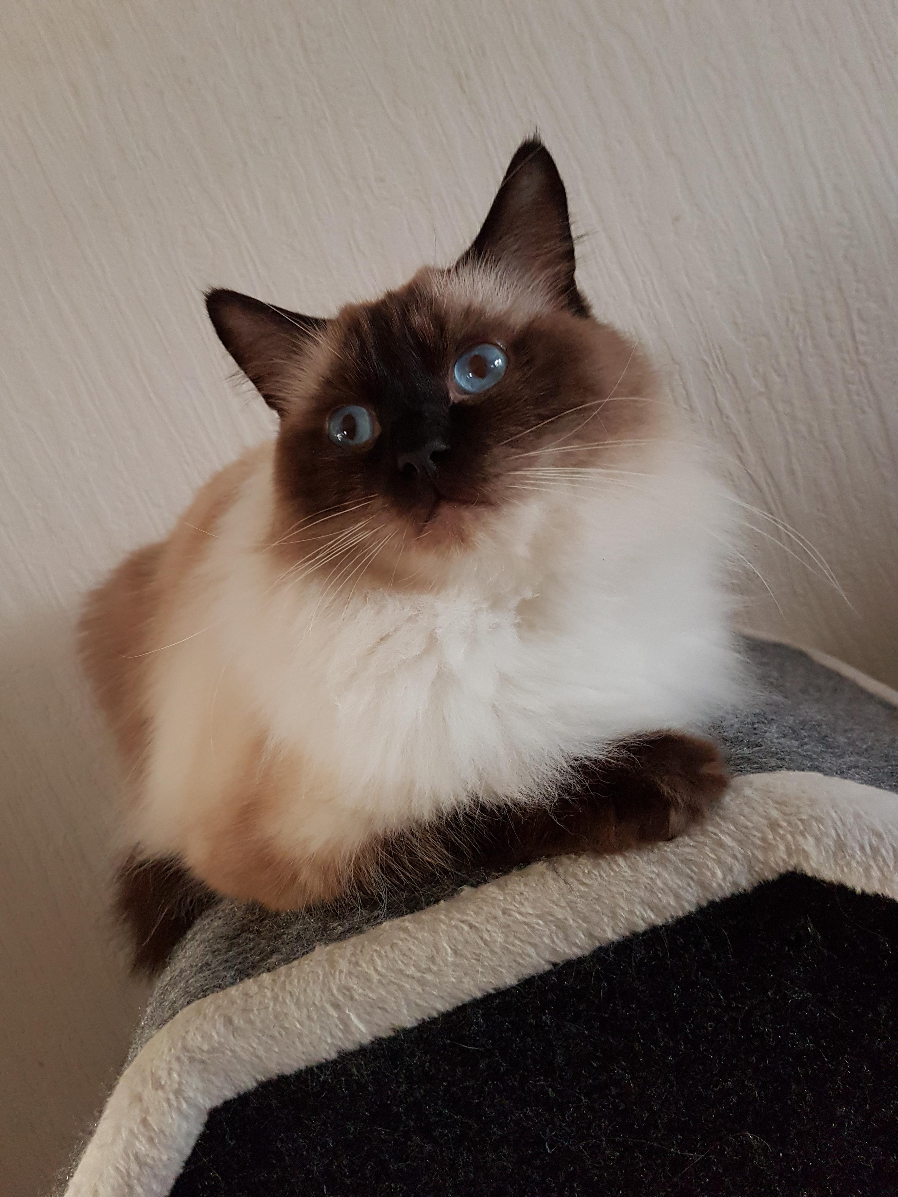 Joey, my 2 year old male Ragdoll. They grow up so fast, it's lovely to
